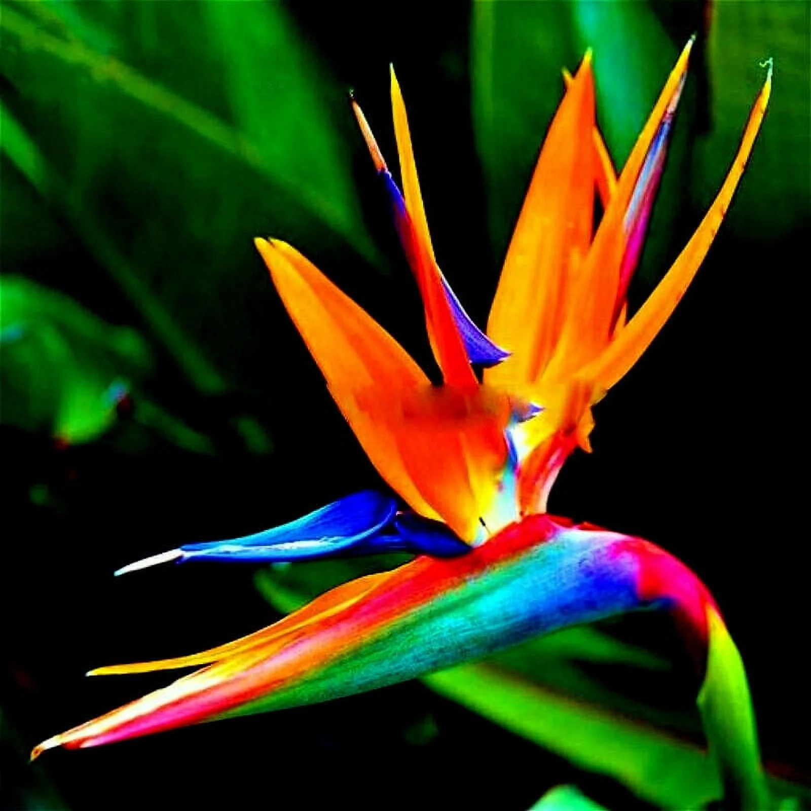 ORANGE BIRD of PARADISE SEEDS (Strelitzia reginae) Tropical Crane Flower Plant, 5 Seeds