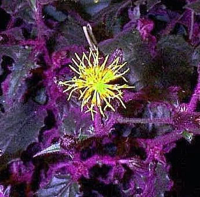 Purple Passion Plant - 4