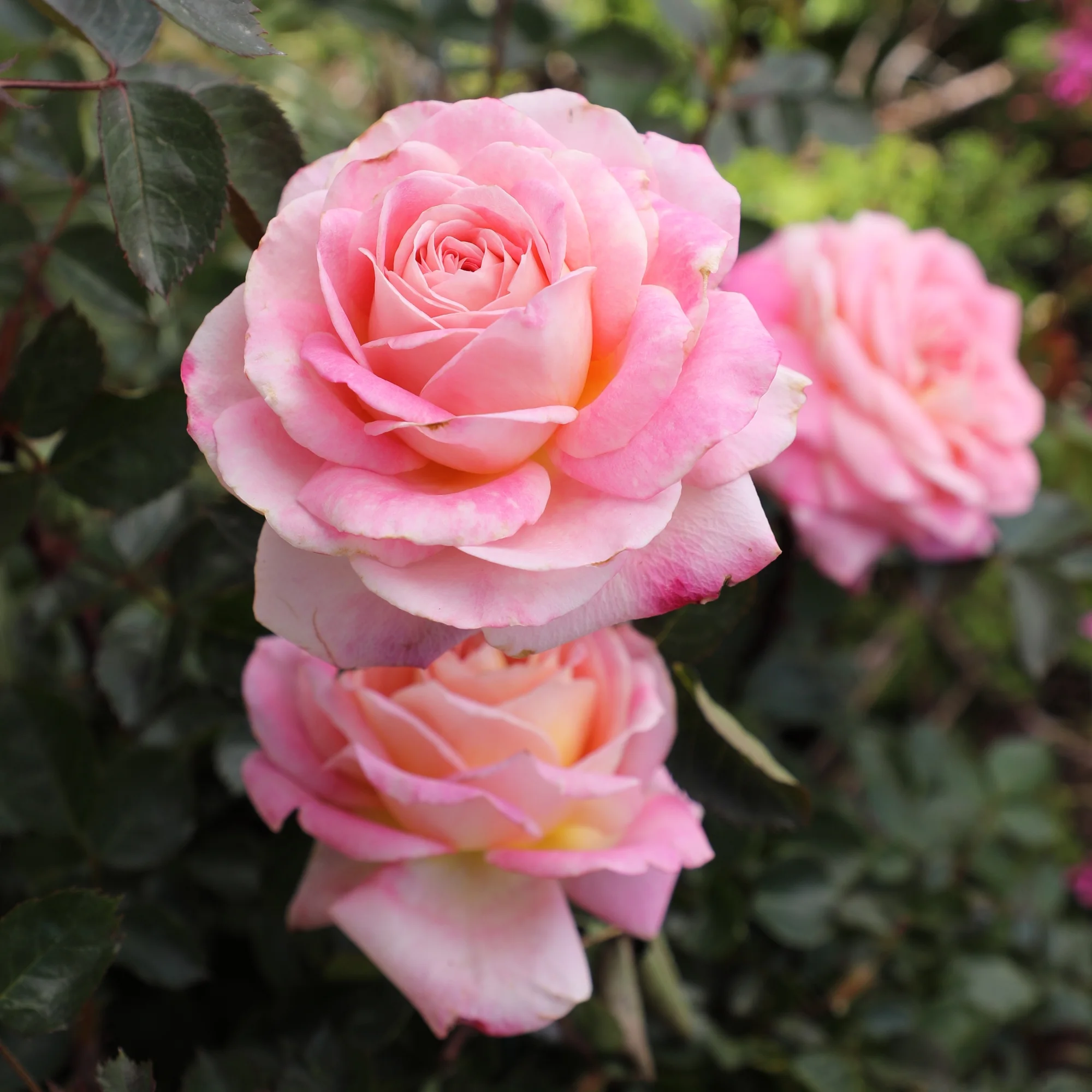 'True Bliss' PP28929 Rose Bush | Pink Roses | 8qt. Grow Pot | Full Sun | True Bloom by Altman Plants