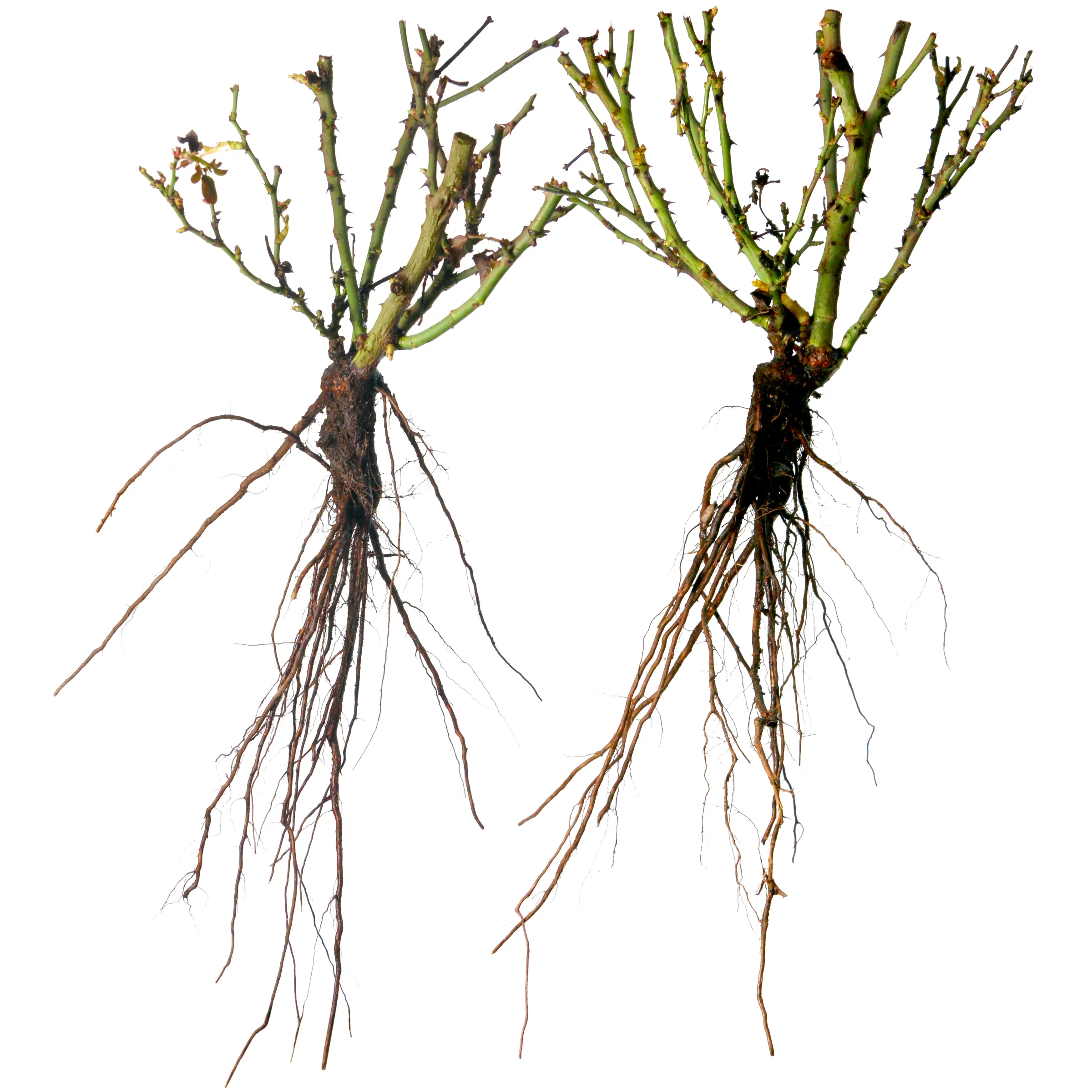 Bareroot Pink Knock Out® with Soft Pink Blooms - Live Shrub with Full Sun - 2 Piece