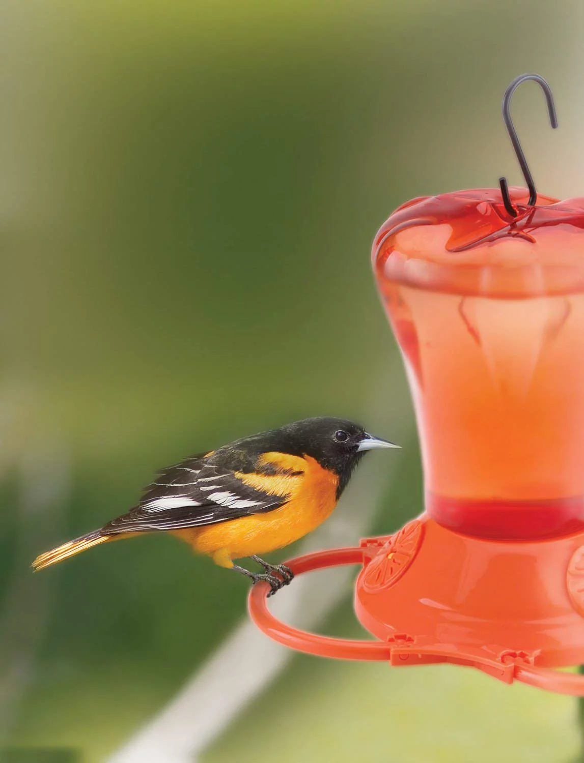 More Birds Oriole Feeder, Three Feeding Ports, Orange, 34-Ounce Capacity