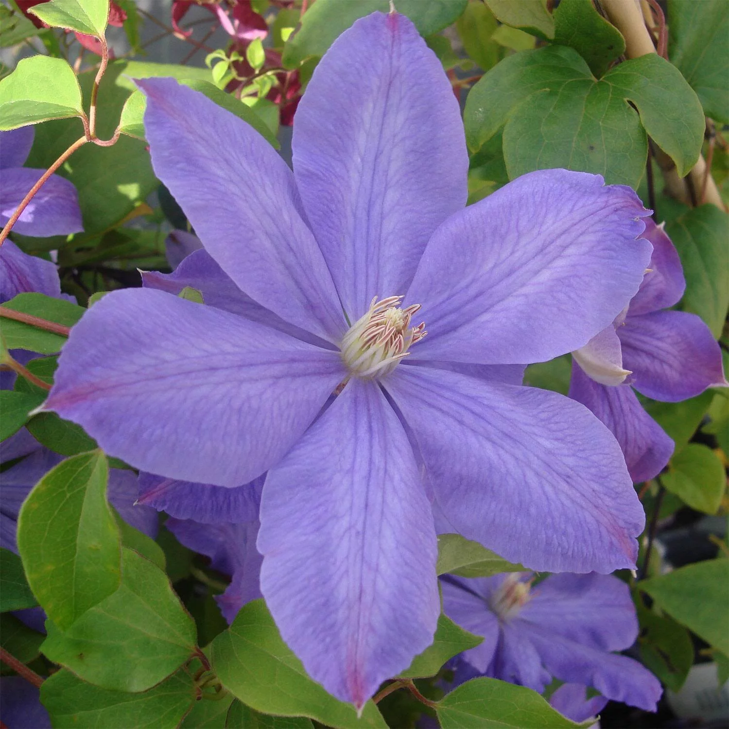 Clematis Miss Cholmondeley - Live Plant in a 4 Inch Growers Pot - Clematis 'Miss Cholmondeley ' - Starter Plants Ready for The Garden - Beautiful Lavender Flowering Vine