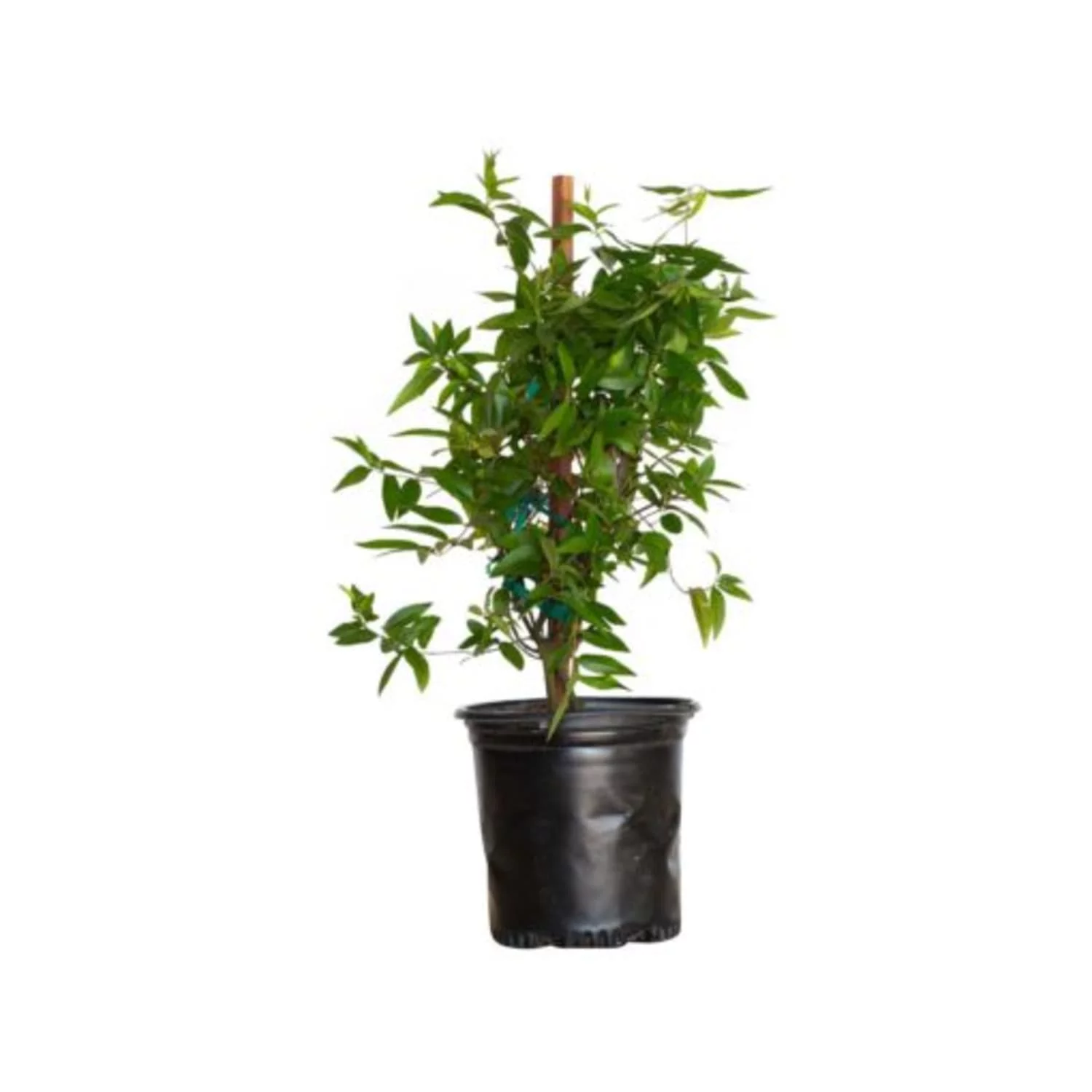 Carolina Jessamine (2 Gallon) Semi-Evergreen Blooming Vine with Yellow Flowers Live Outdoor Plant