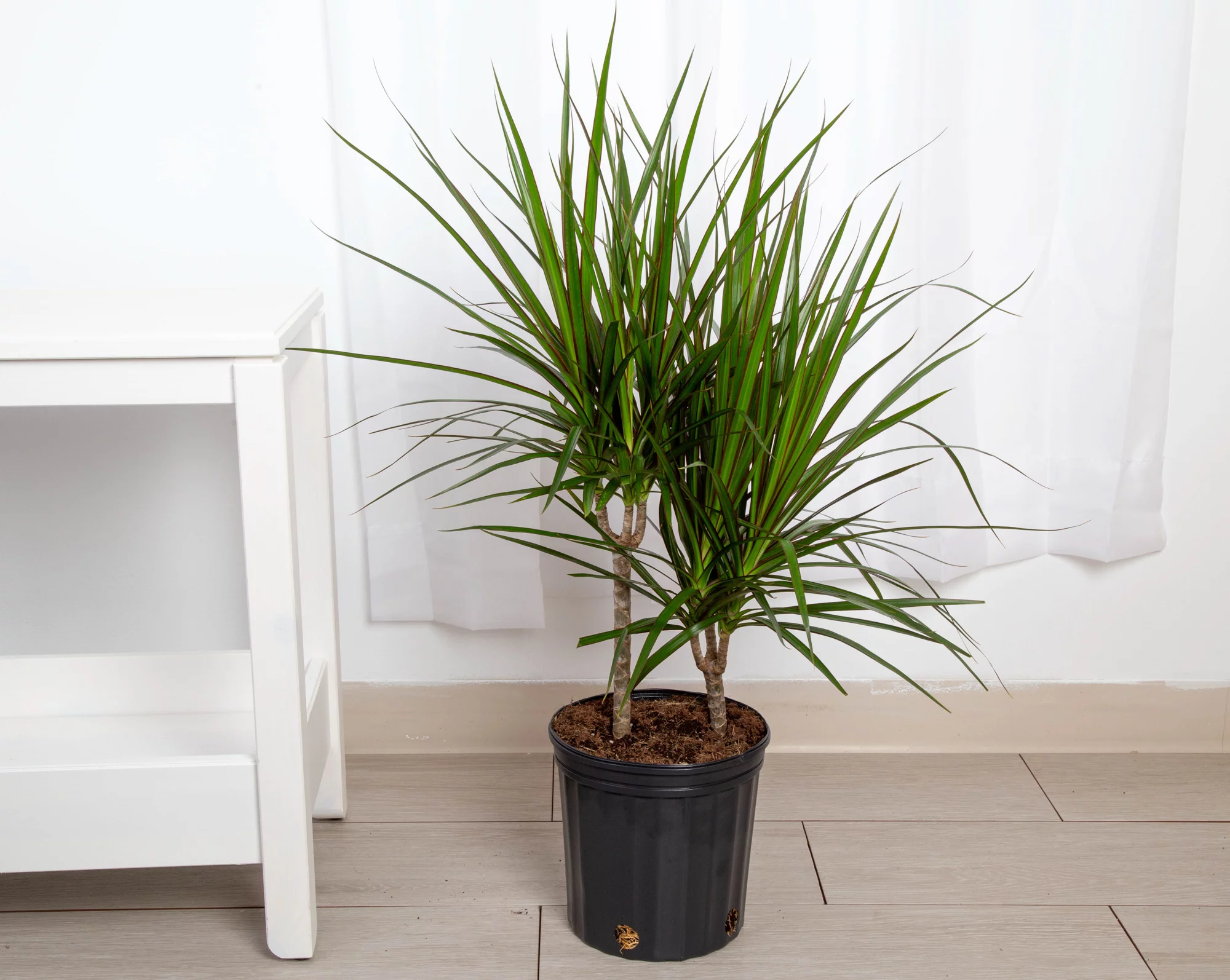 Costa Farms Expert Gardener Live Indoor Multicolor Marginata Plant in 10in. Pot