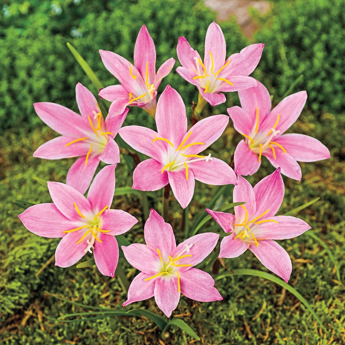 Pink Fairy Lily Dormant Flowering Bulbs (15-Pack)