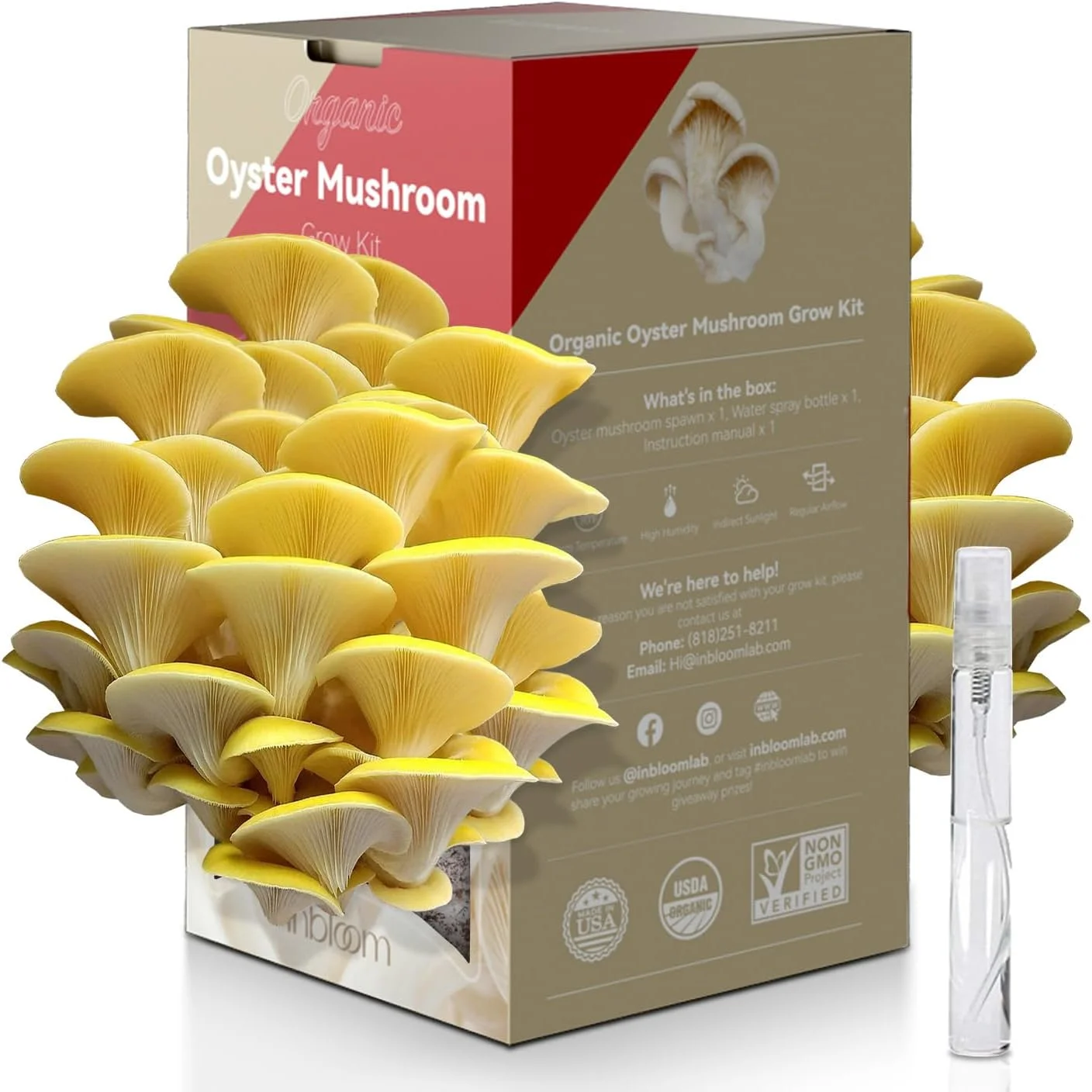 inbloom Organic Golden Oyster Mushroom Growing Kit (3.5lbs), Double-Sides Harvest Oyster Mushrooms in 8 Days Indoor, Great Gardening Gift, Birthday Gift, Holiday Gift, No-GMO, Made in USA