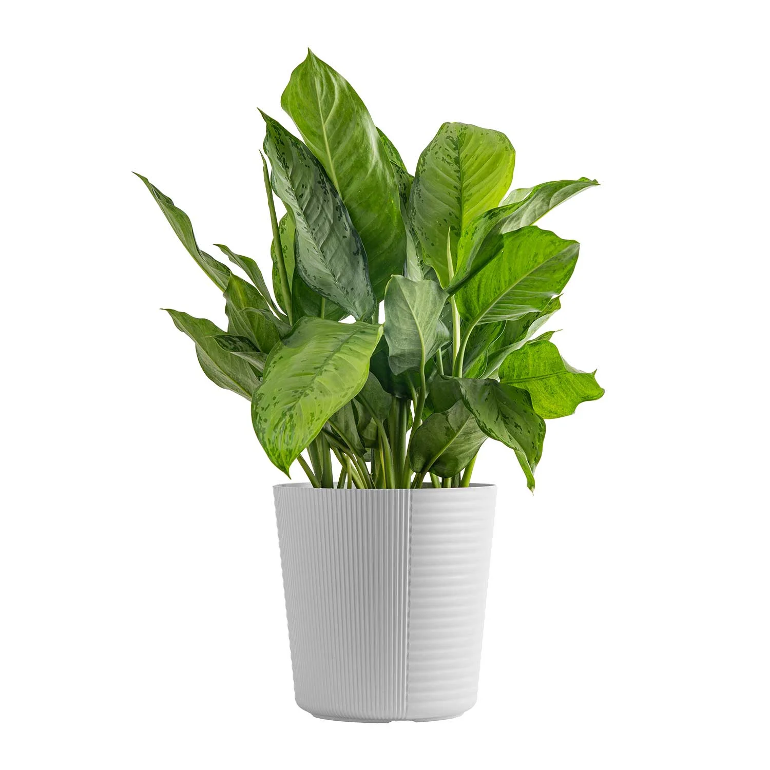 24in. Tall Dieffenbachia; Indirect Sunlight Plant in 9.25in. White Pot
