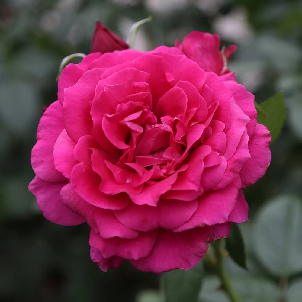 Heirloom Roses Rose Bush - Pretty Lady Rose™ Hybrid Tea , Live Rose Plant