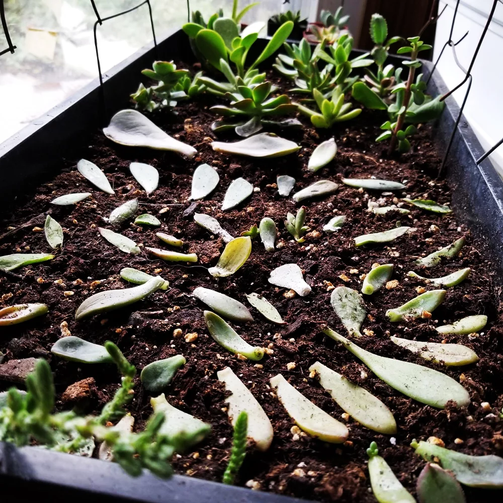 10 Quart Hoffman 10404 Organic Cactus and Succulent Soil Mixed Potting Soil for Outdoor and Indoor Plants, Bundled with Pearson’s Garden Gloves