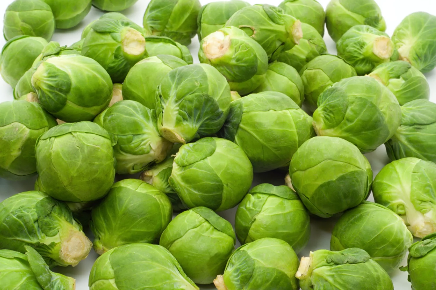 Earthcare Seeds - Brussels Sprouts Long Island Improved 500 Seeds (Brassica Oleracea) Heirloom - Open Pollinated