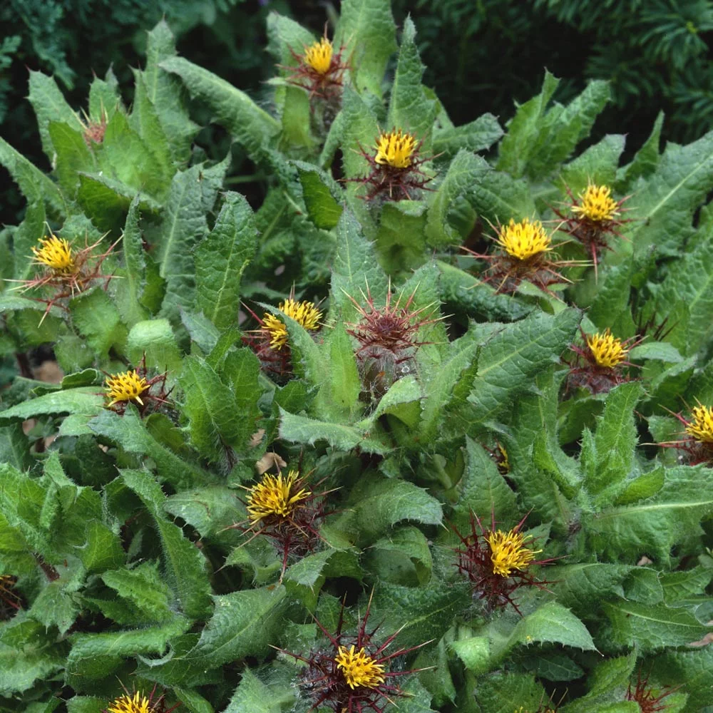 Blessed Thistle Seeds - Cnicus Benedictus Herb Seed - 200 Seeds