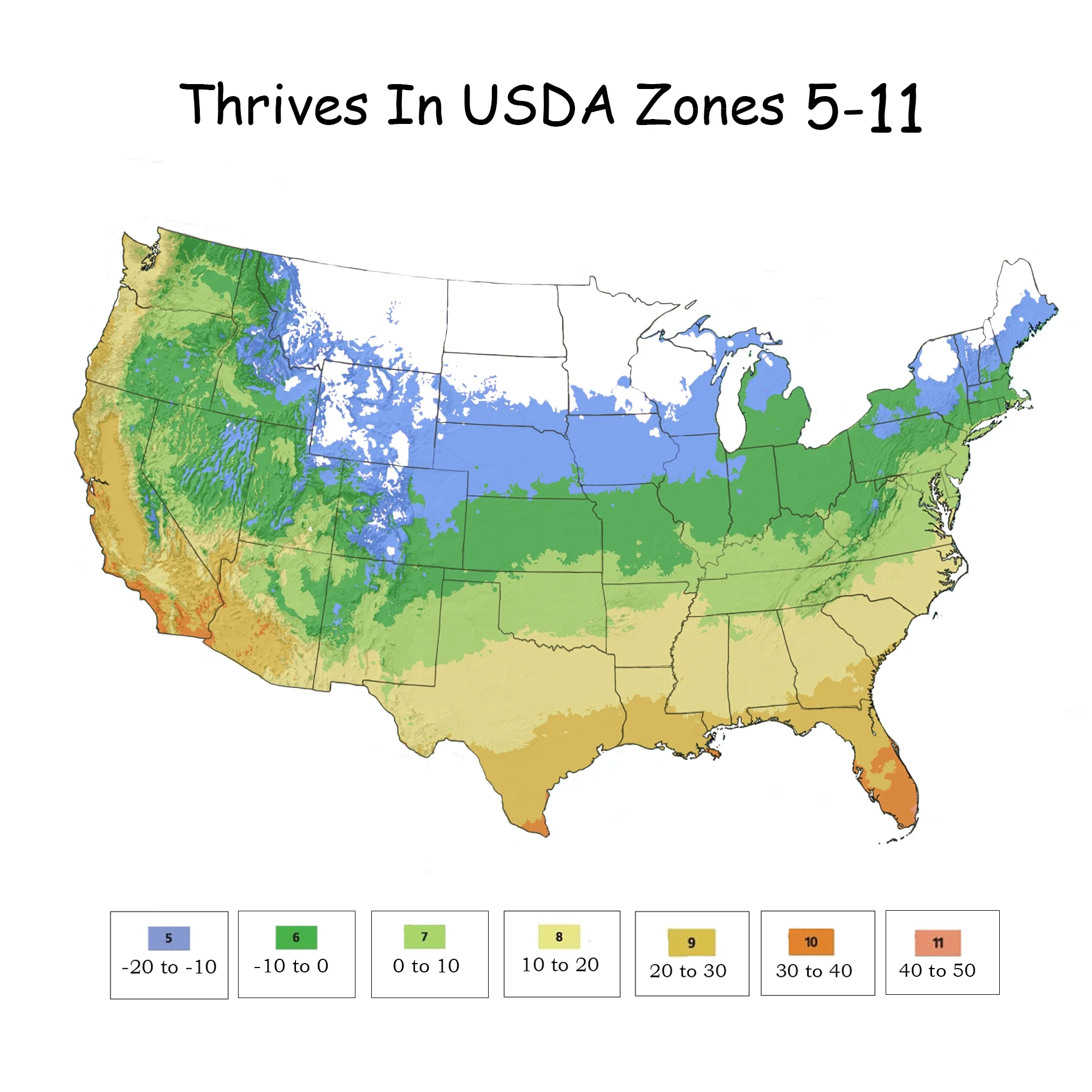 The Pink Double Knock Out® Tree Rose Plant with Bright Bubblegum Pink Blooms (3 Gallon)