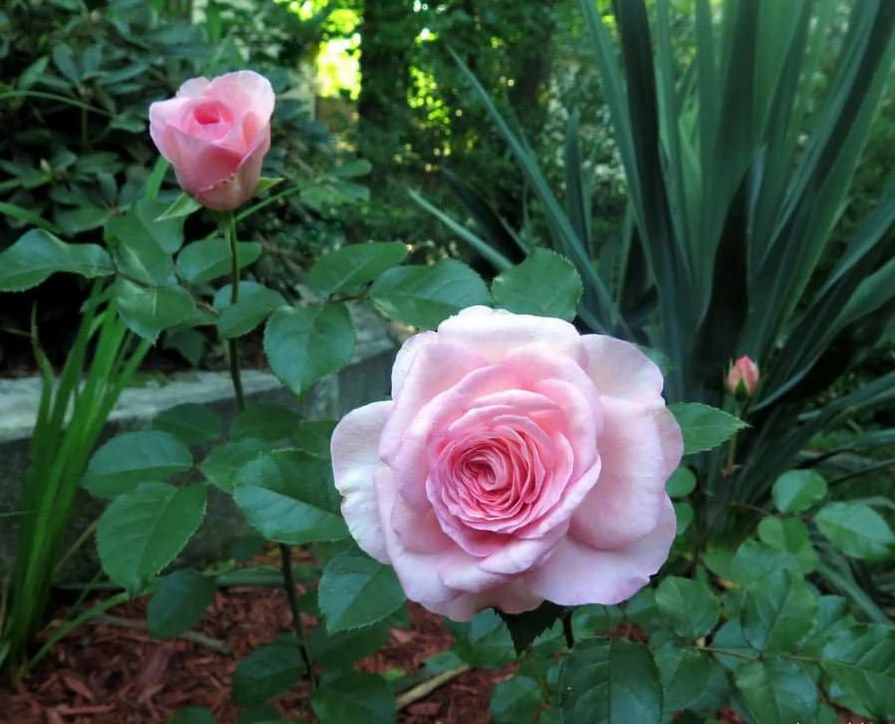 32+ Seeds| Pink Savannah Hybrid Tea Rose Seeds - Authentic Seeds - Perennial~ GMO Free ~Flower seeds~ ~ Asian Garden~ Herbs B5G1#1038