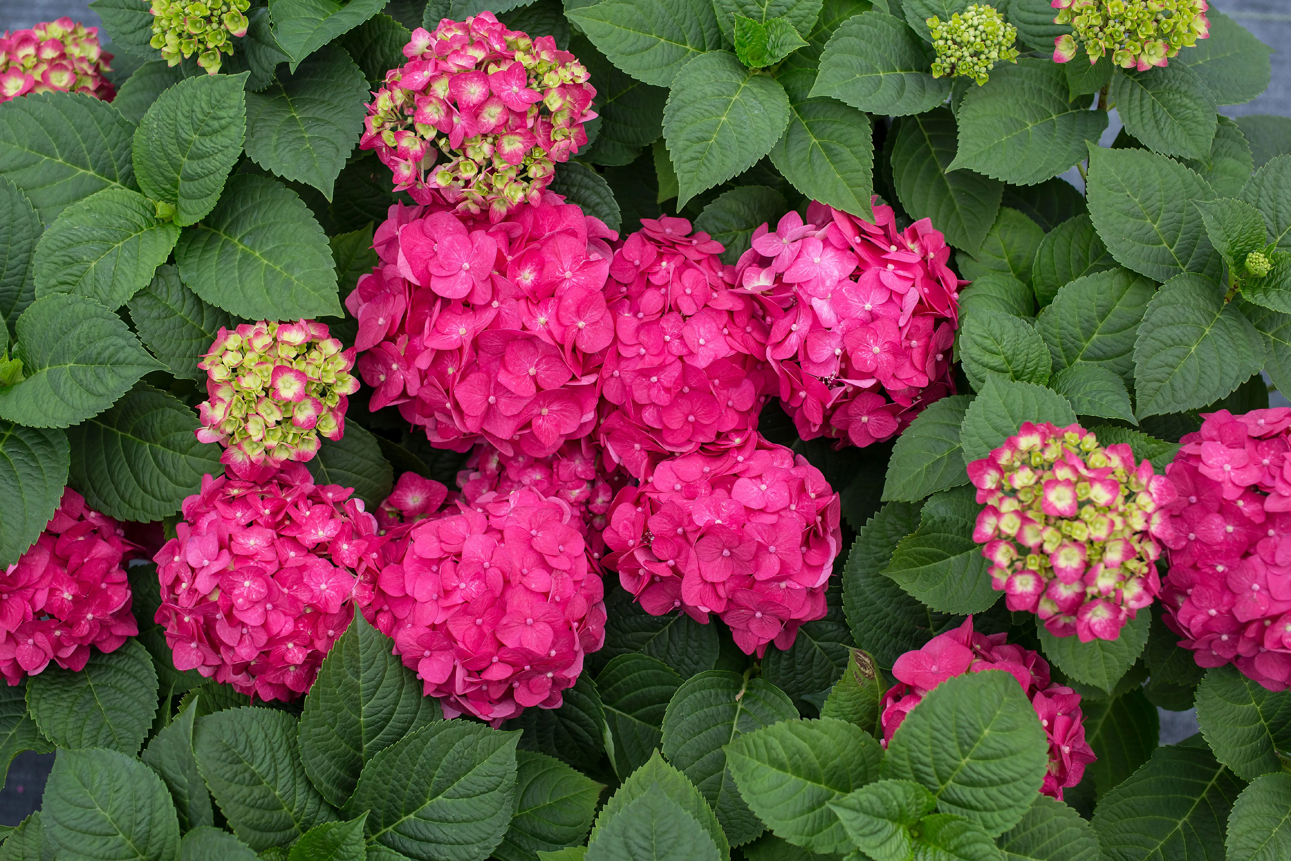 Endless Summer 2 gal Hydrangea Summer Crush Live Shrubs
