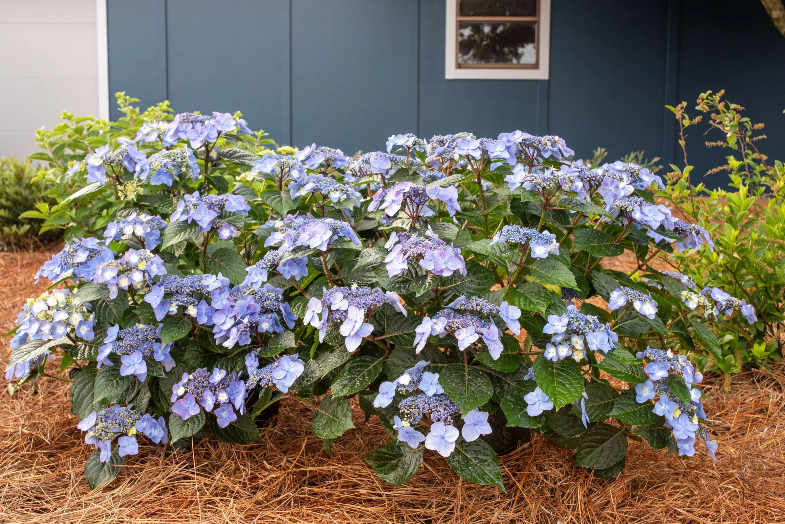 Endless Summer 1G Hydrangea Pop Star Live Plants Full Sun Blue