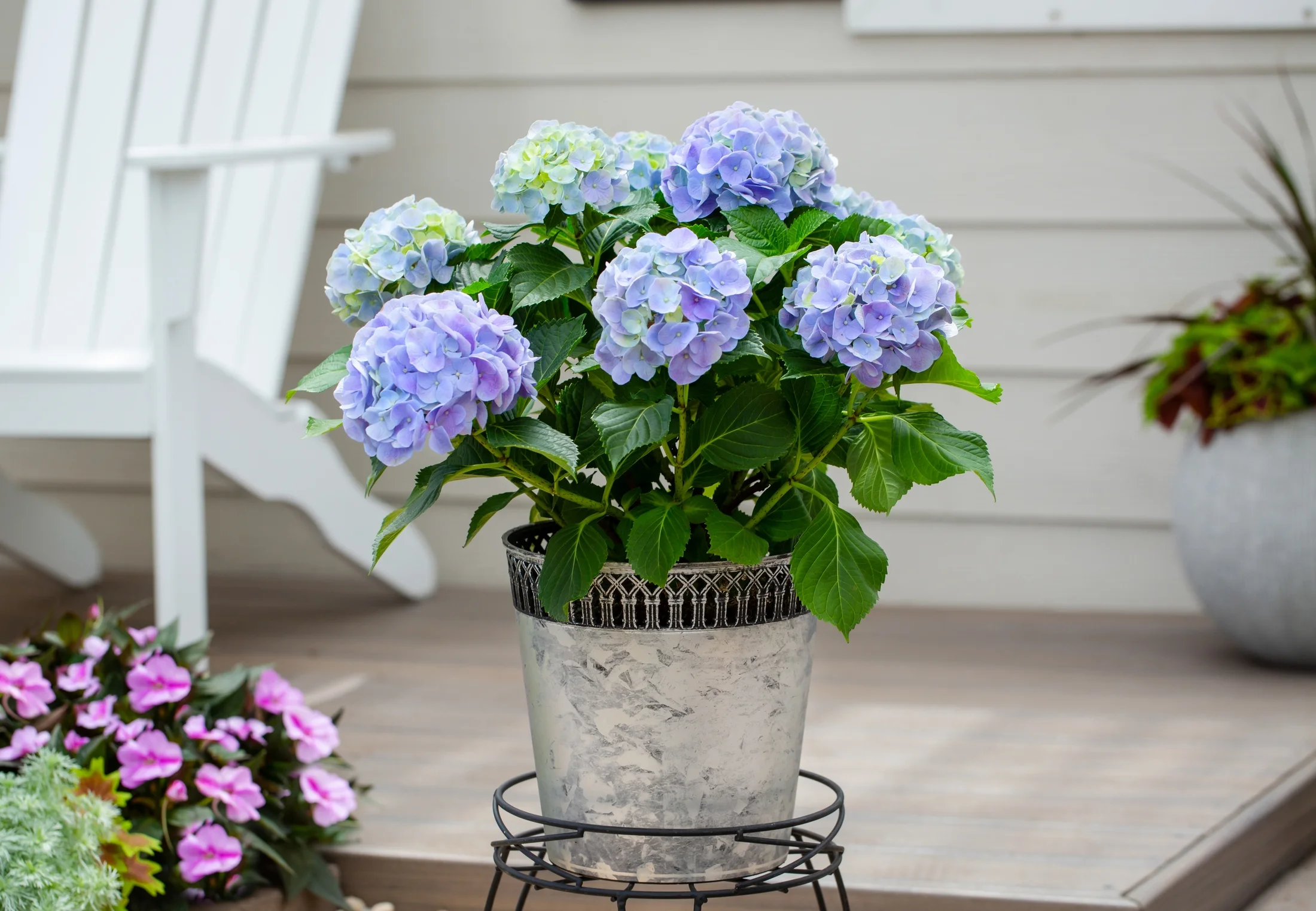 Expert Gardener Hydrangea 1.25G Blue Flowering Shrub Live Plants