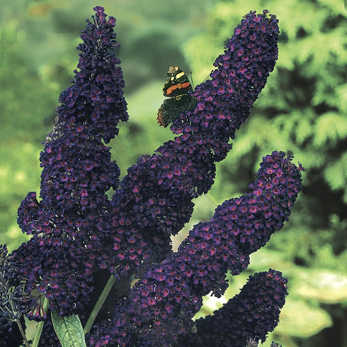 Black Knight Butterfly Bush (Buddleia), Deciduous Bare Root Starter Perennial Plant (1-Pack)