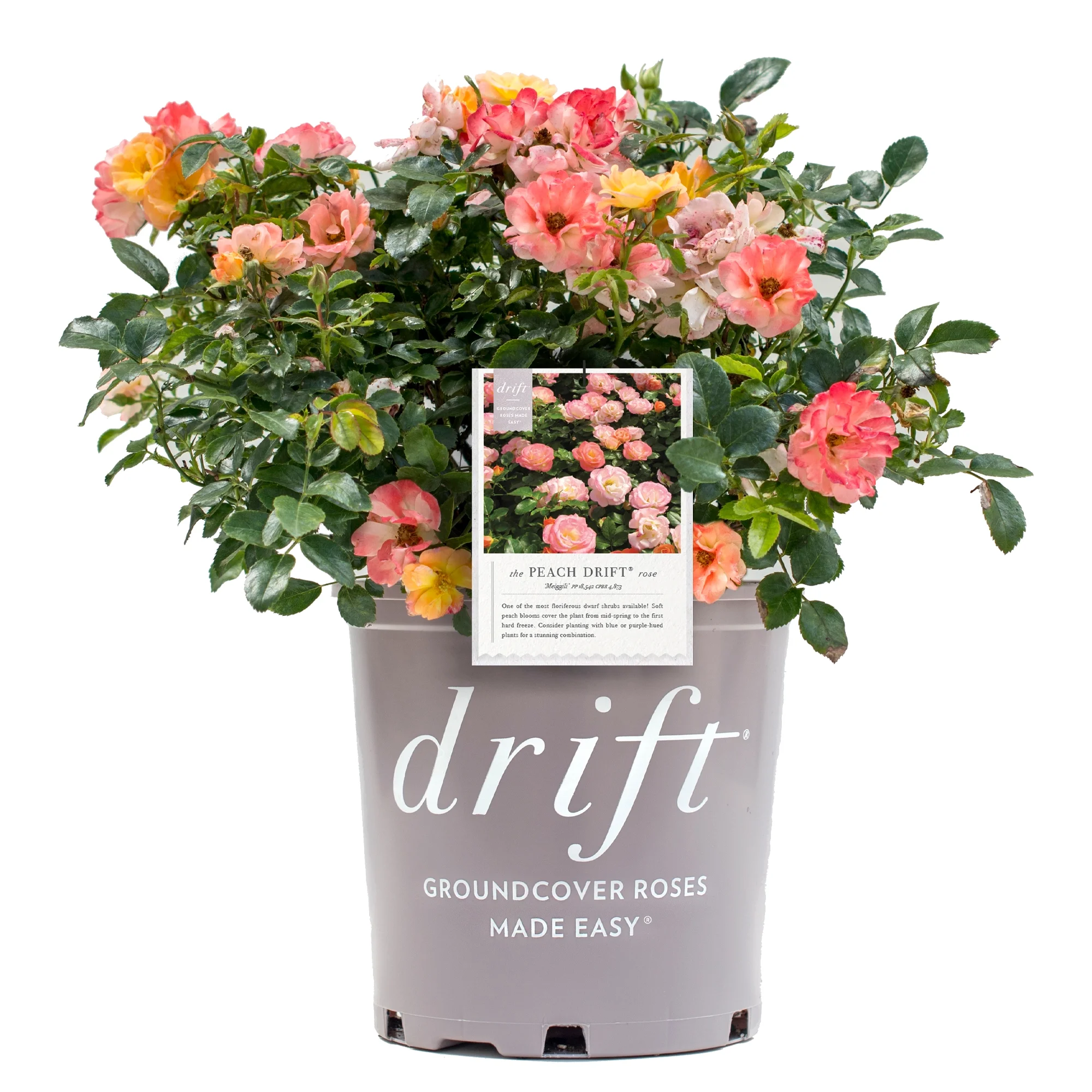 The Peach Drift® Rose Plant with Vibrant Peach Flowers 3 Gallon