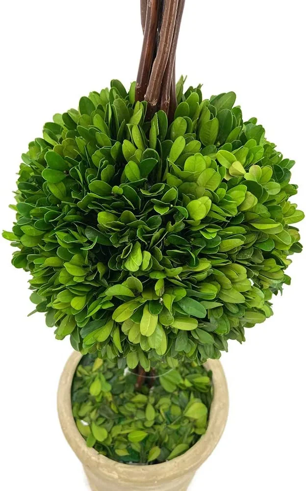 Real Preserved Boxwood Double Topiary