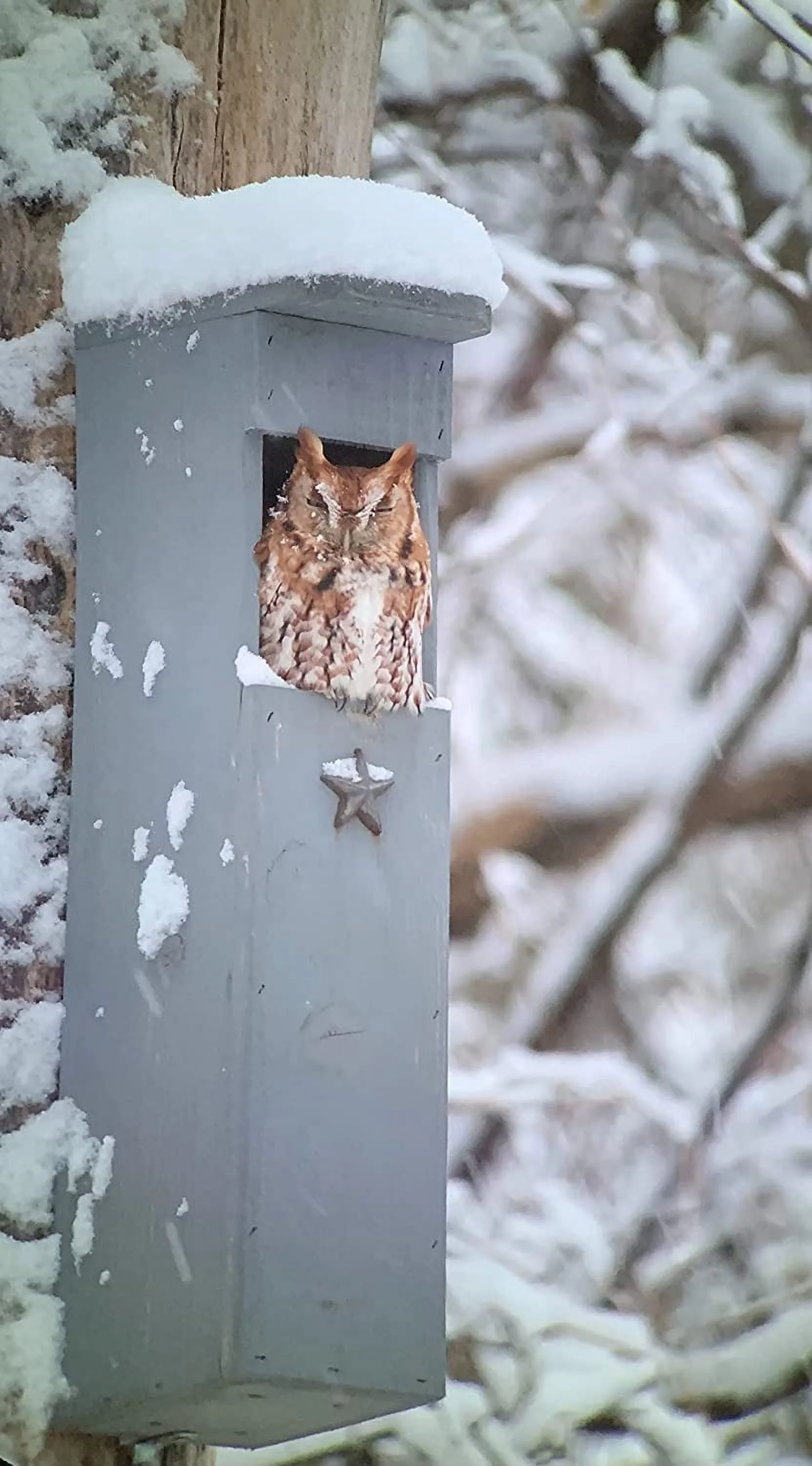 Screech Owl House - Nesting Box - Rectangular Opening