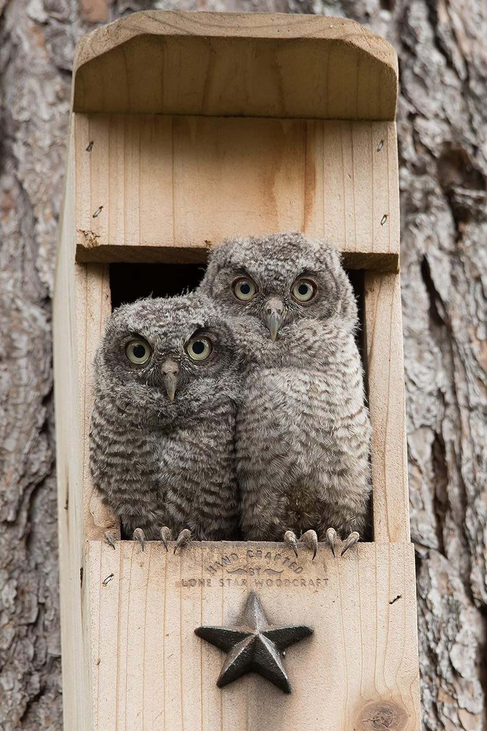 Screech Owl House - Nesting Box
