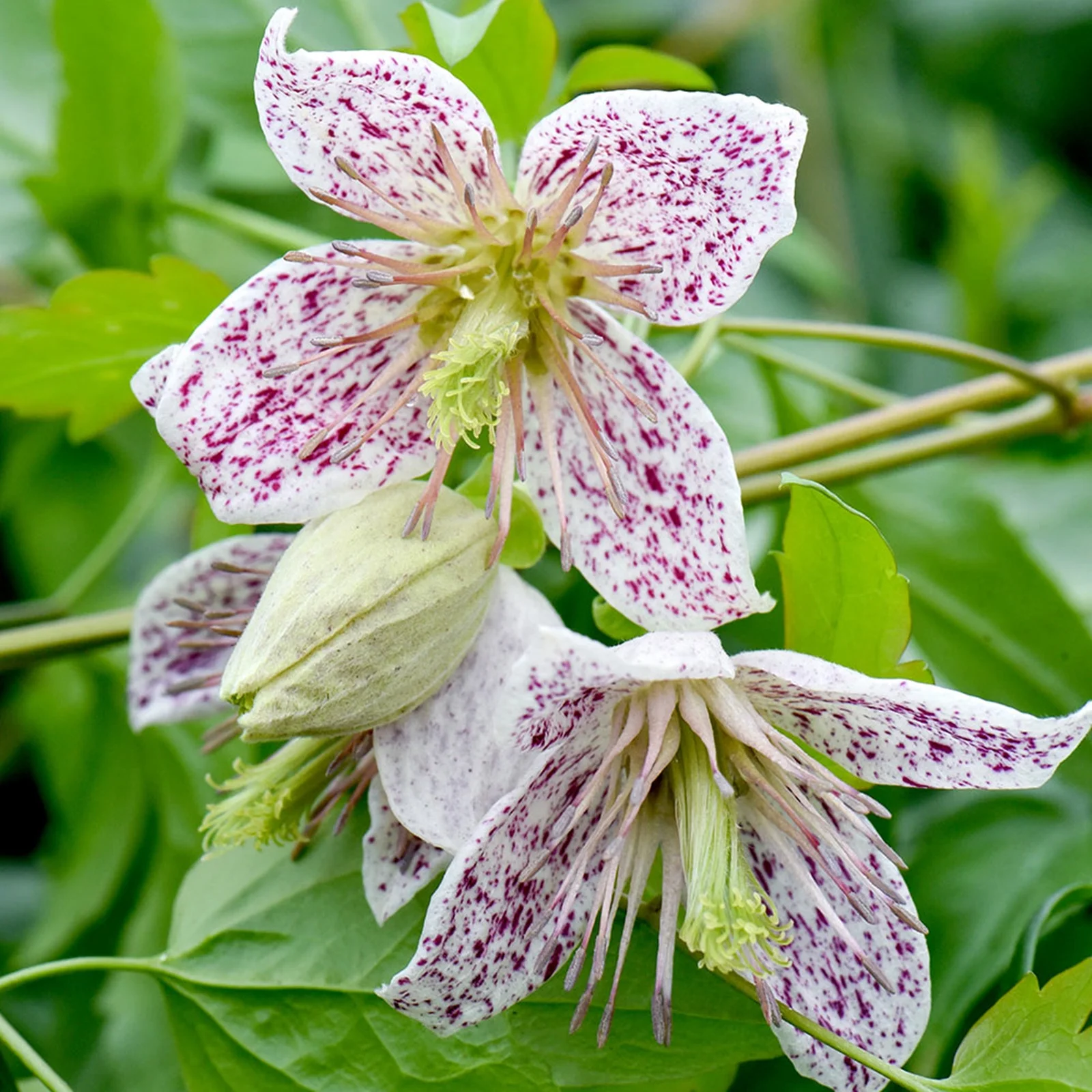 Clematis Bulbs, Decorative Garden, Many Flowers, Gardens,Drought Tolerant, Climbers, Perennials, Gardening,Clematis Bulbs For Sale