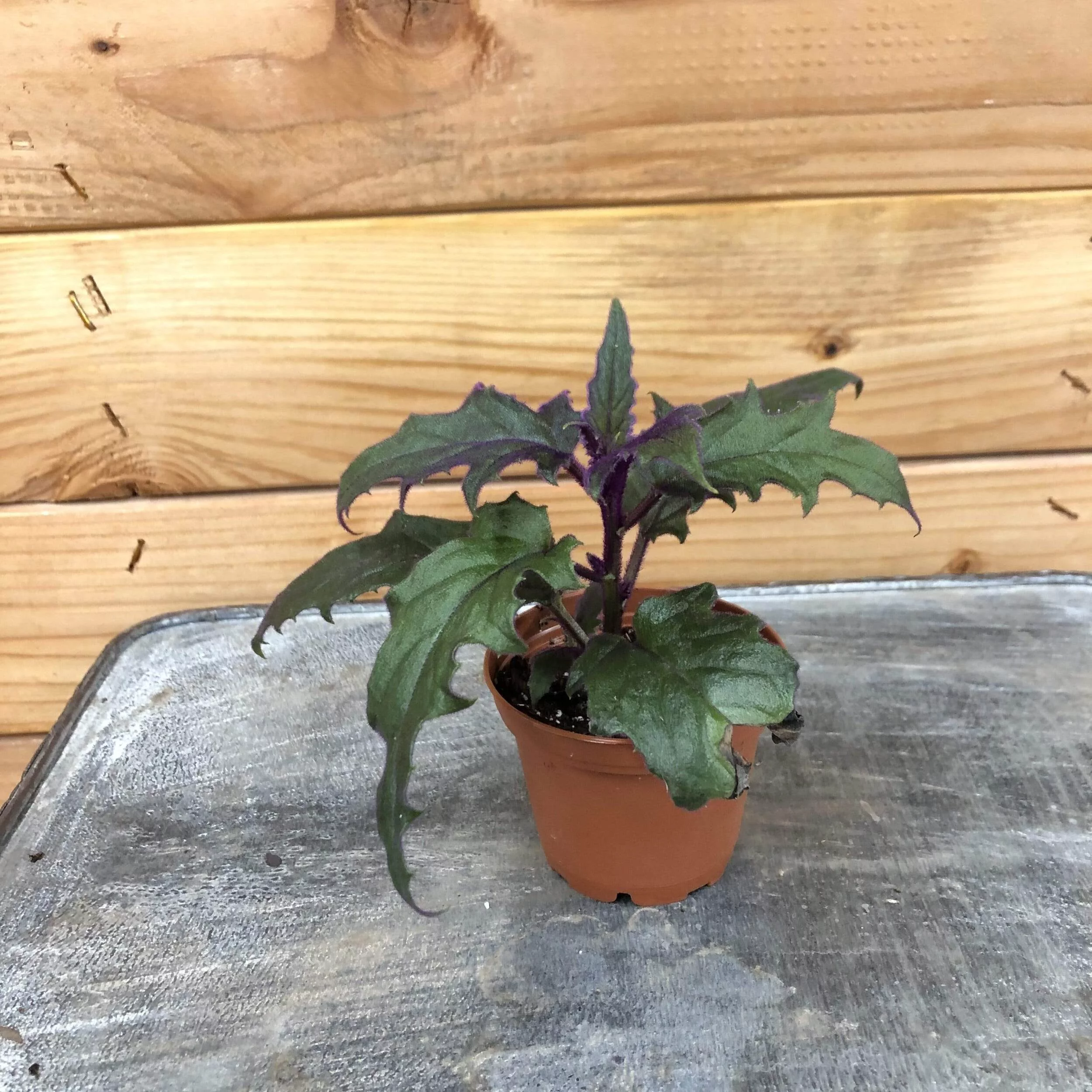 Gynura Aurantiaca Purple Velvet, 2