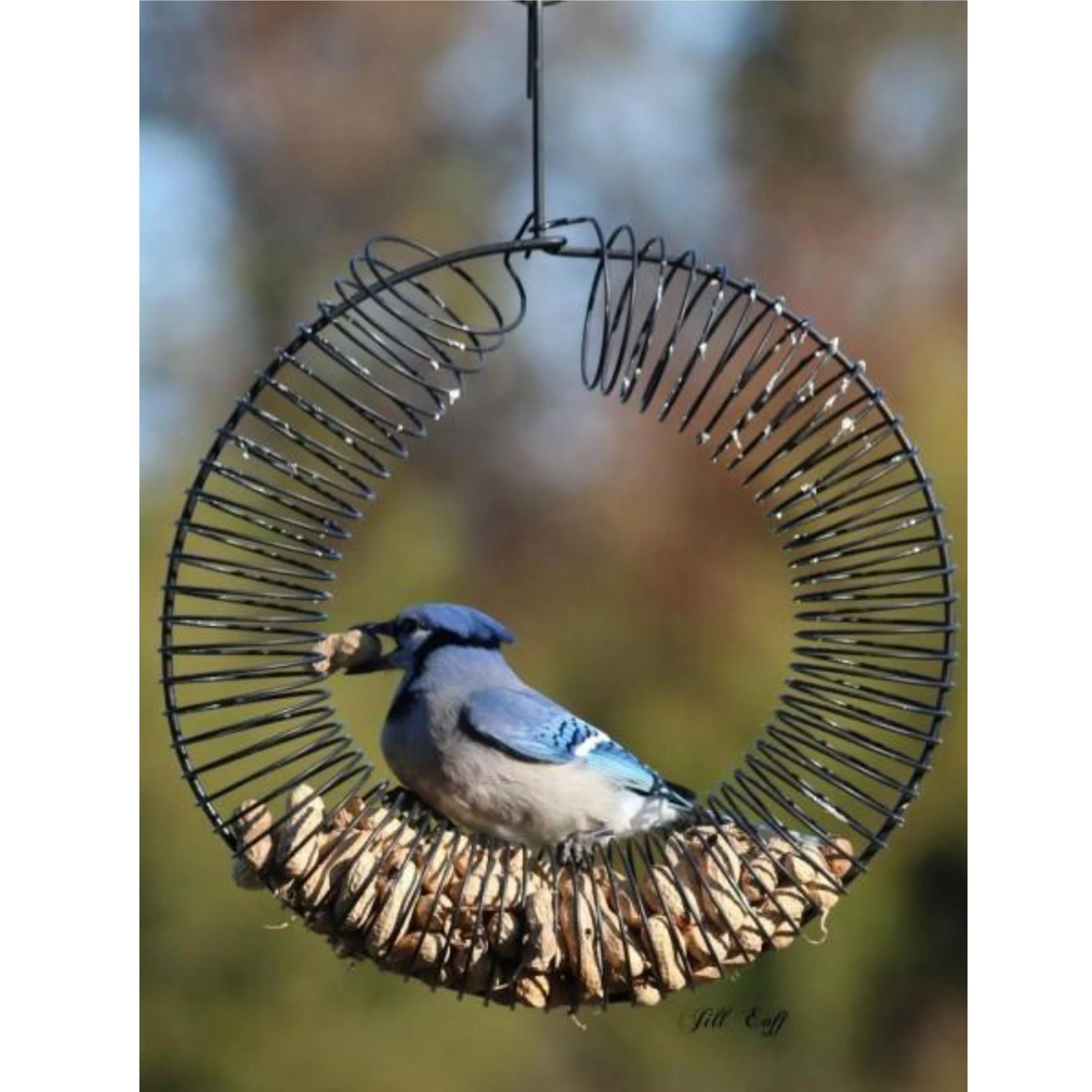 Songbird Essentials Bird Feeder Squirrel Feeder Whole Peanuts Wreath Black