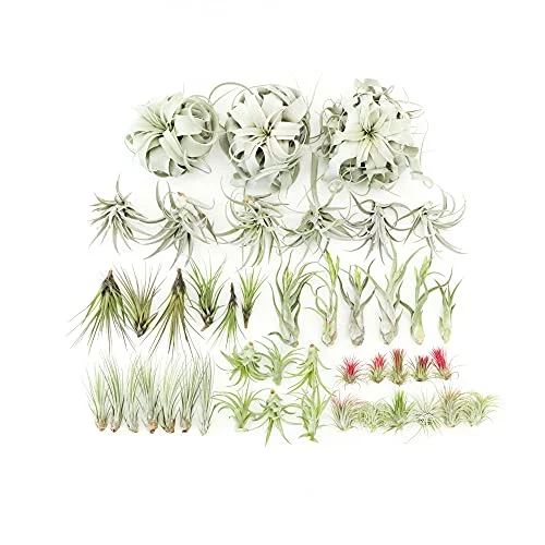 48 Air Plant Variety Pack - Live Tillandsia Succulent House Plants - Wholesale and Bulk - Home and Garden Decor - Easy Care Indoor and Outdoor Plants