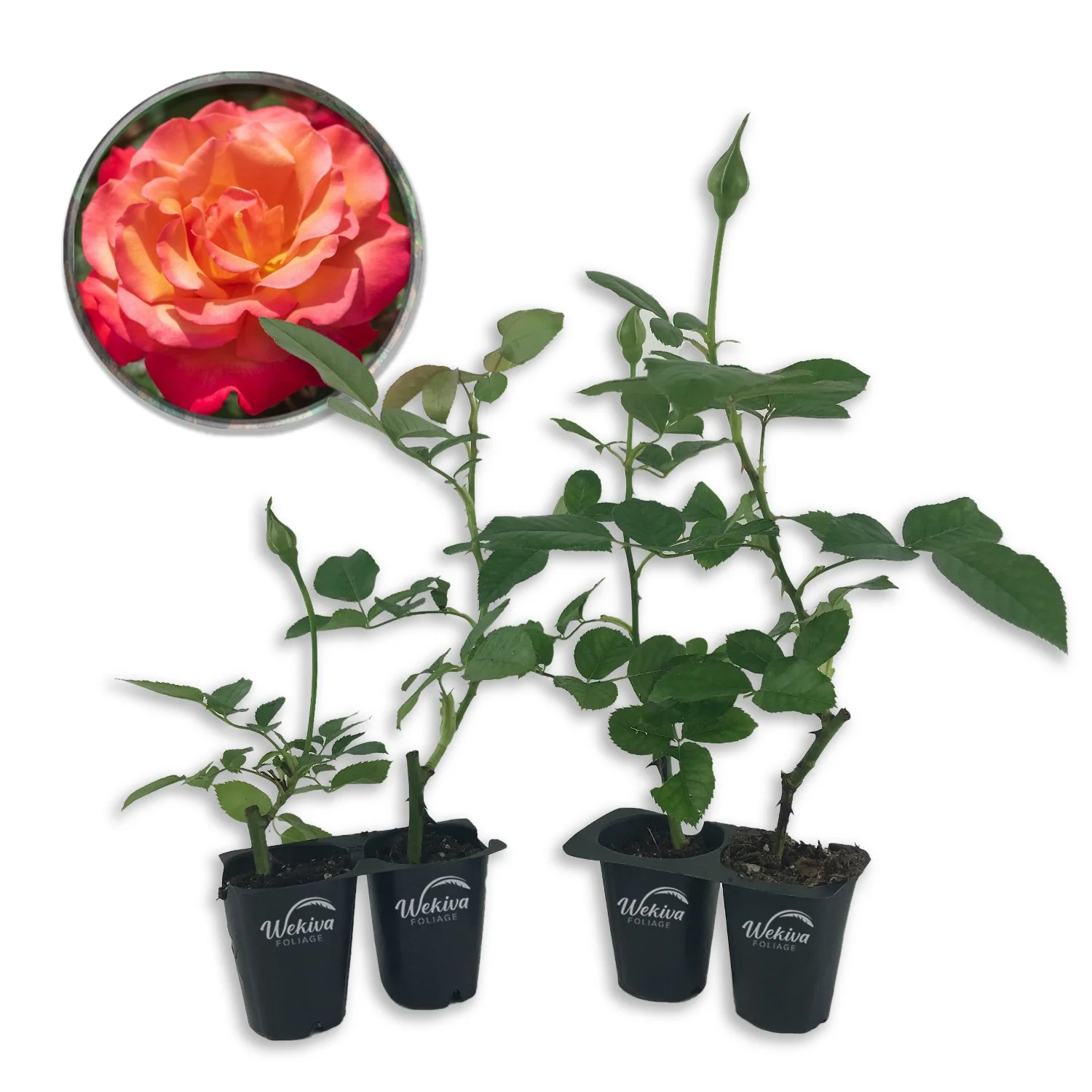 Tuscan Sun Rose Bush - 4 Live Starter Plants in 2 Inch Pots - Beautifully Fragrant Heirloom Rose from Florida - A Versatile Beauty with a Rich Fragrance