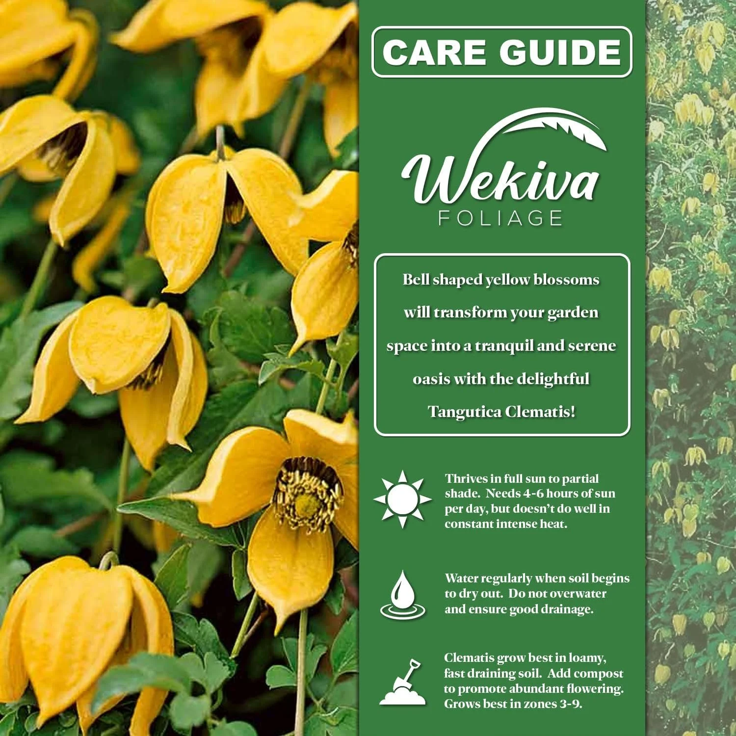 Clematis Tangutica - 2 Live Starter Plants in 2 Inch Growers Pots - Starter Plants Ready for The Garden - Rare Clematis for Collectors