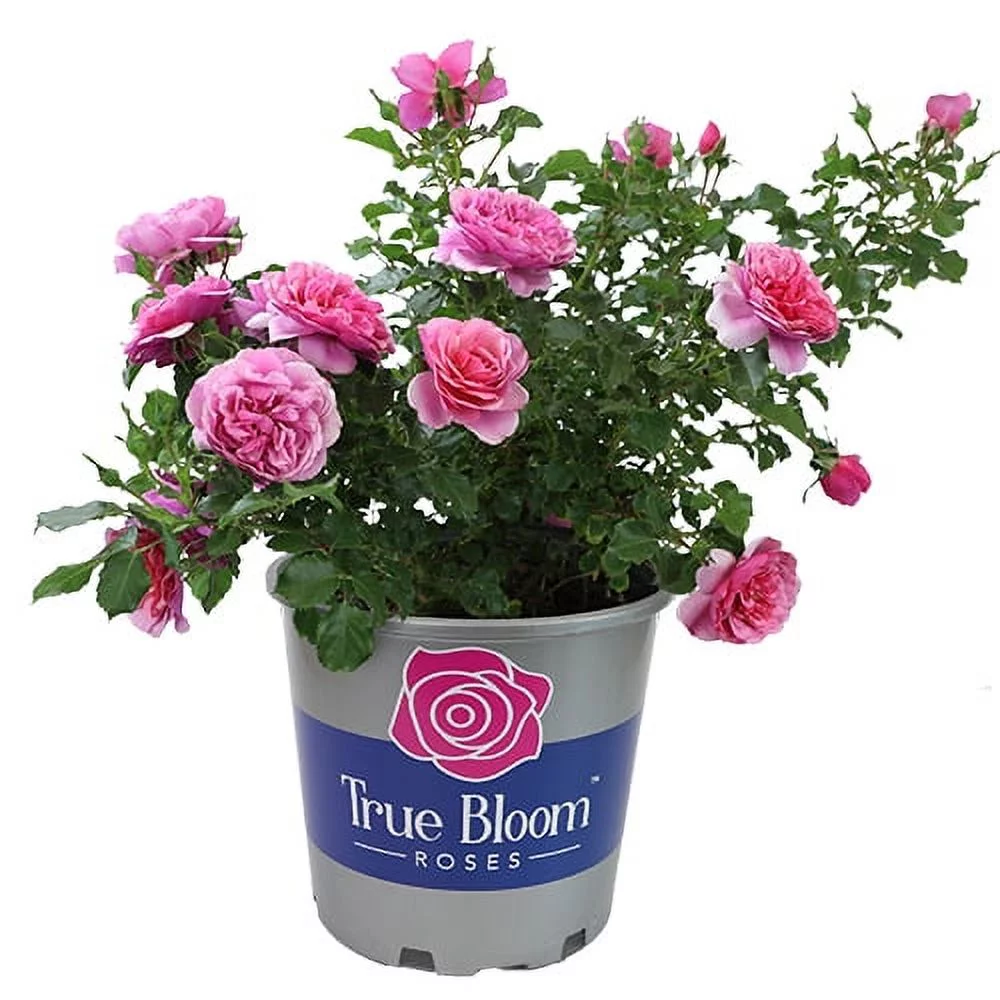 True Bloom by Altman Plants 8QT True Inspiration Light Pink Rose Live Plant Pot