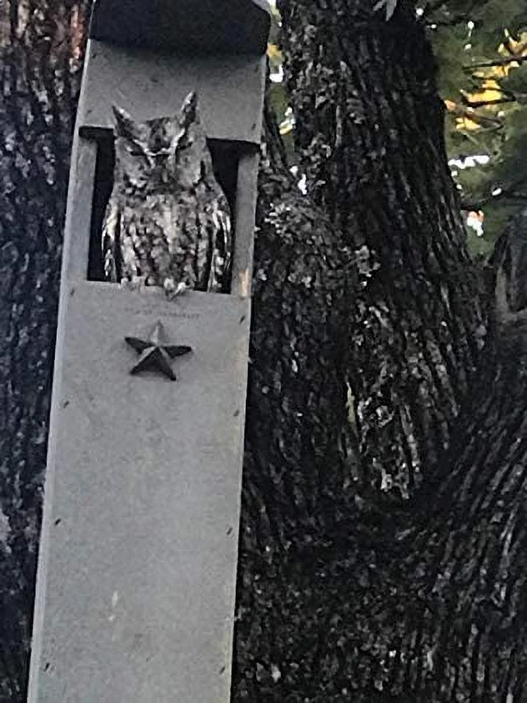 Screech Owl House - Nesting Box - Rectangular Opening