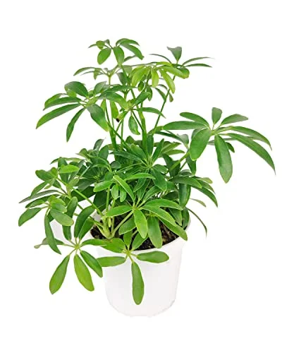Schefflera Arboricola (4