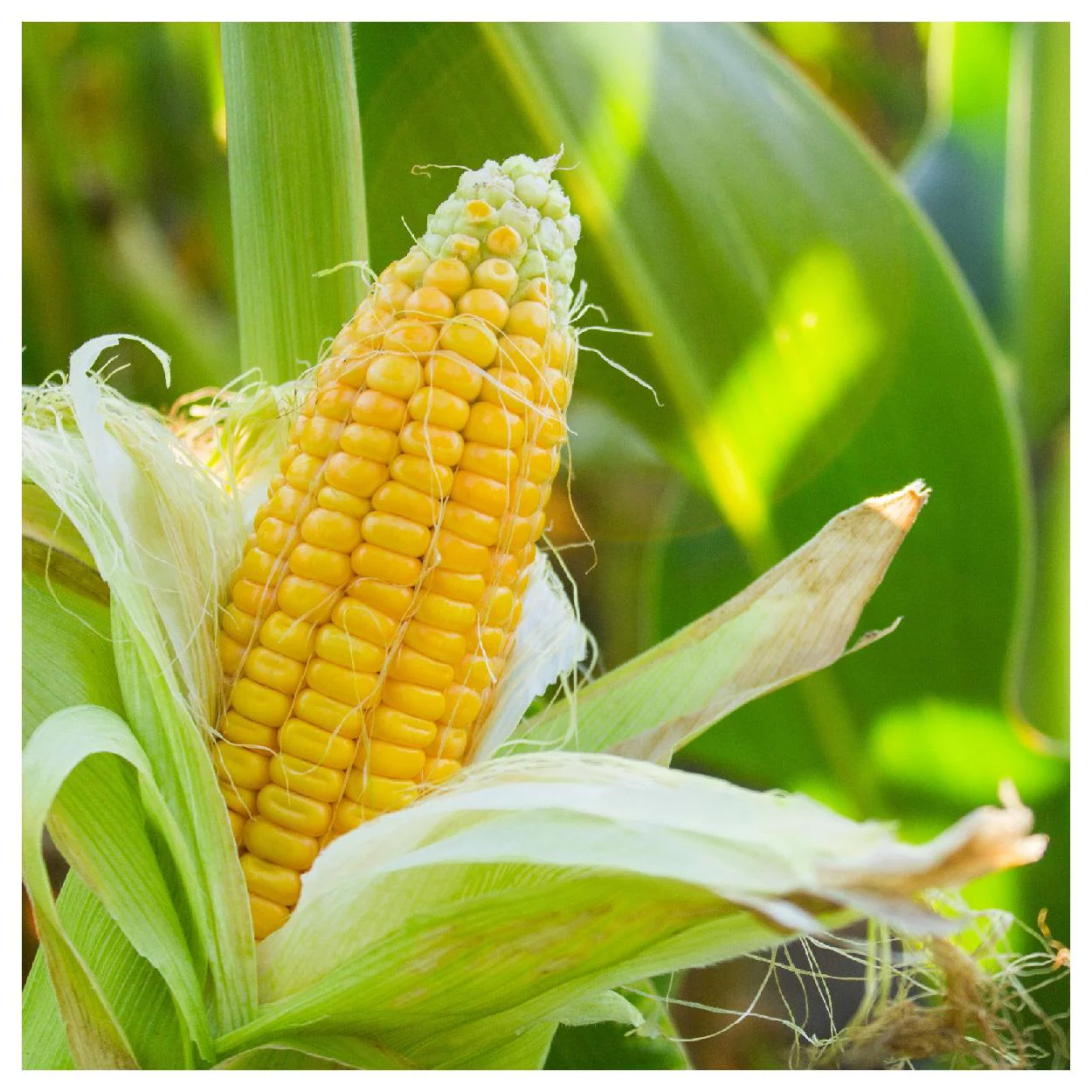 Everwilde Farms - 1/4 lb Honey Select F1 Hybrid Yellow Sweet Corn Seeds - Gold Vault Bulk Seed Packet