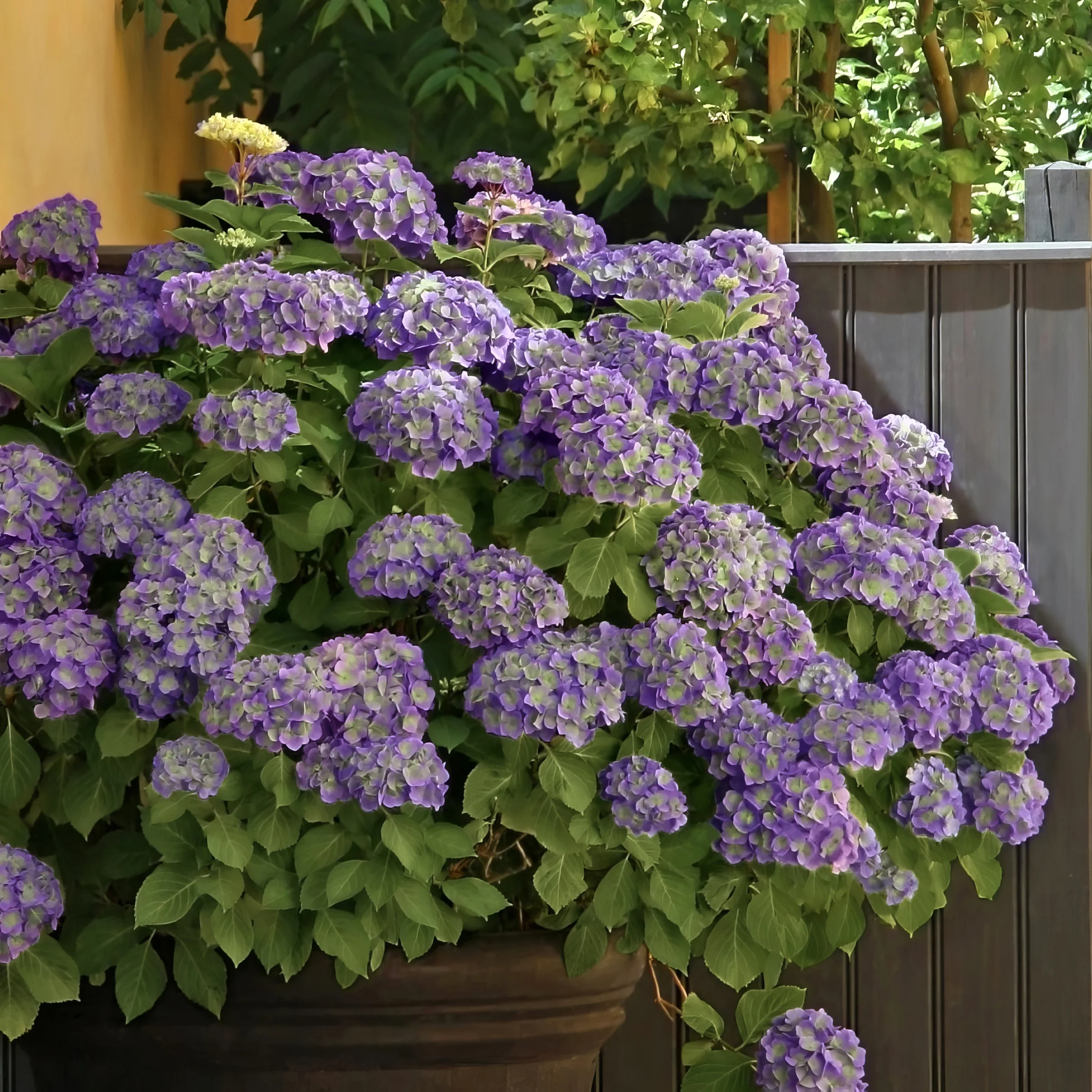 2 gal. Hydrangea Violet Crown Shrub with Purple Flowers