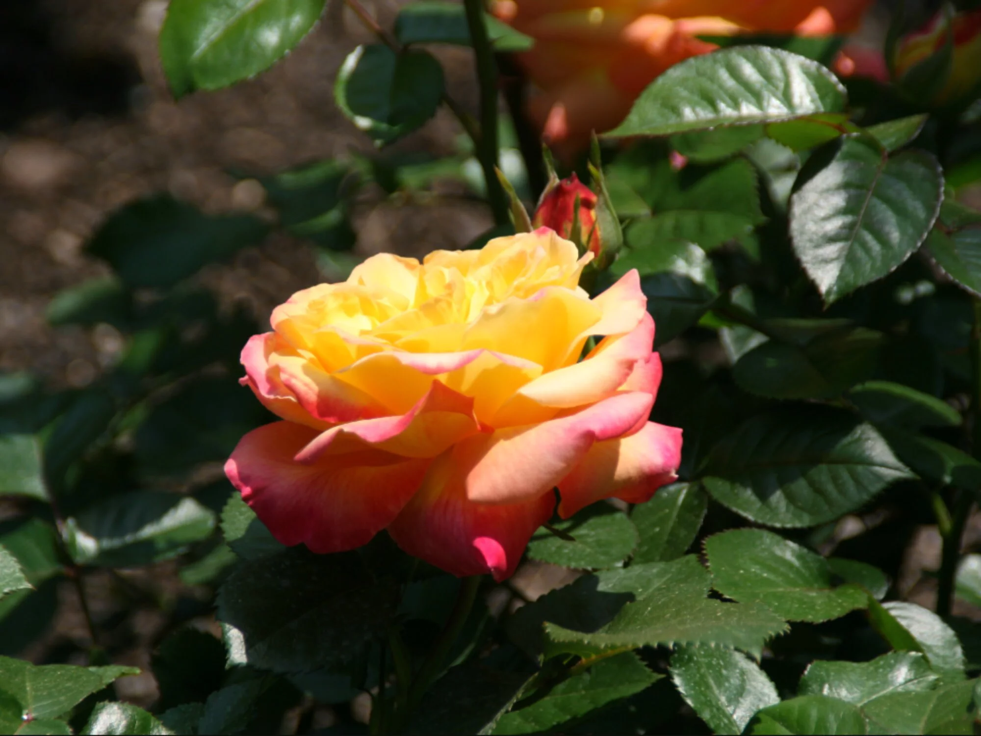 30+ Seeds|Love & Peace Rose Hybrid Flower - Authentic Seeds - Perennial~GMO Free~~Flower seeds ~ Asian Garden~ Herbs B5G1#1093