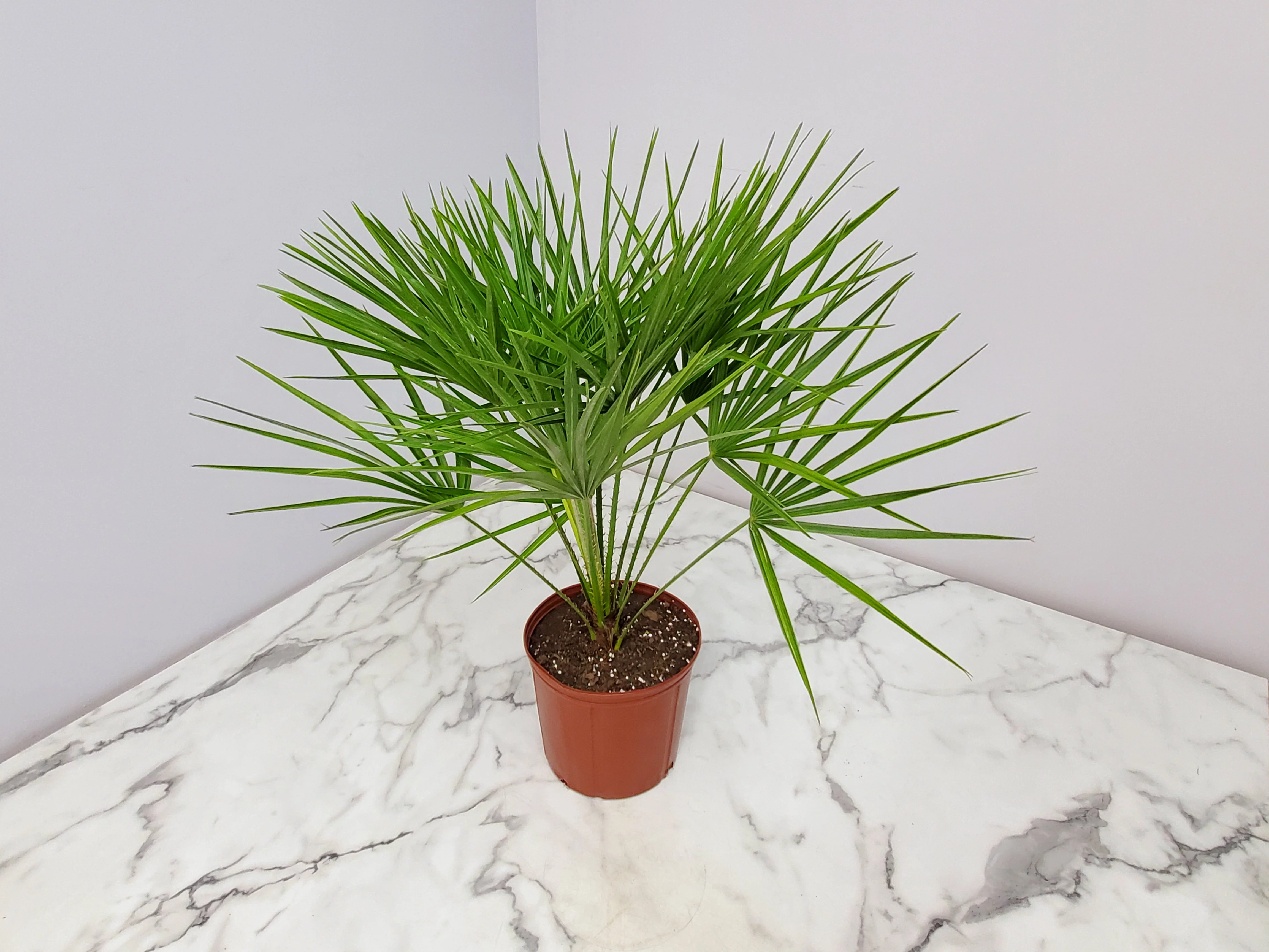 Tropical Plants of Florida 30