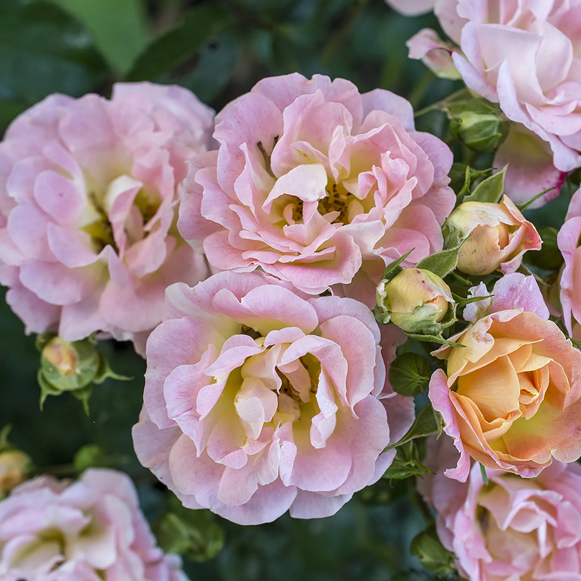 The Peach Drift® Rose Plant with Vibrant Peach Flowers 3 Gallon