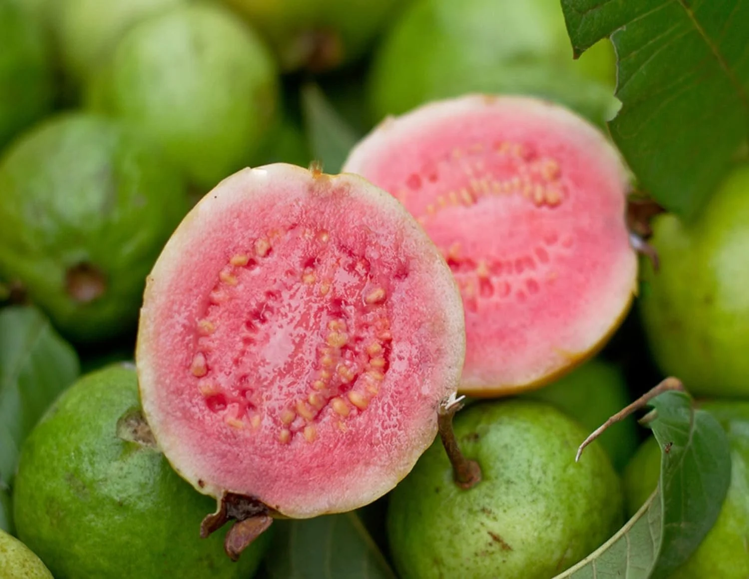 Barbie Pink Guava Tree - 5 Live Starter Plants in 2 Inch Grower's Pots - Psidium Guajava - Edible Fruit Bearing Tree for Gardens and Patios