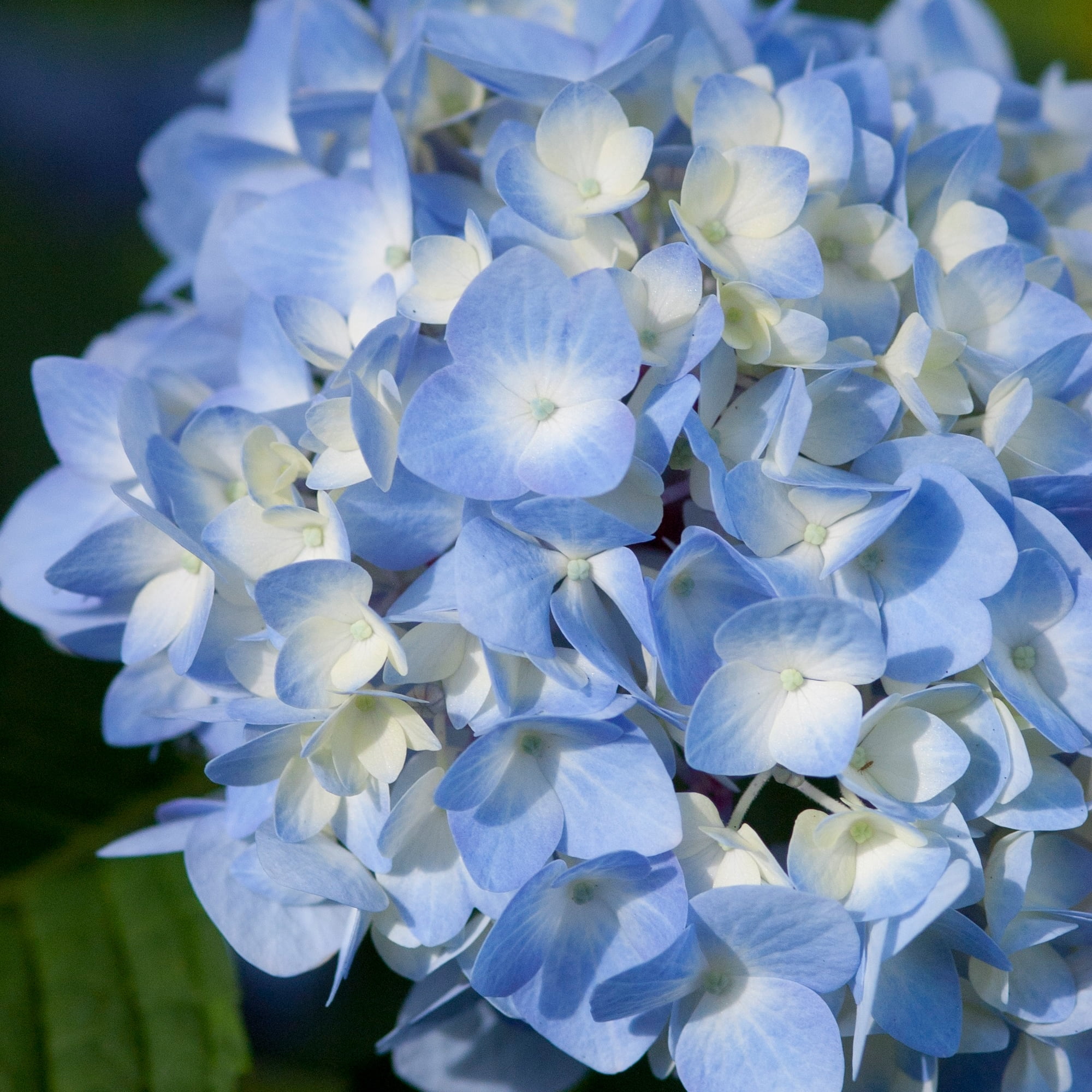 Endless Summer Hydrangea Original Shrub 3 Gallon
