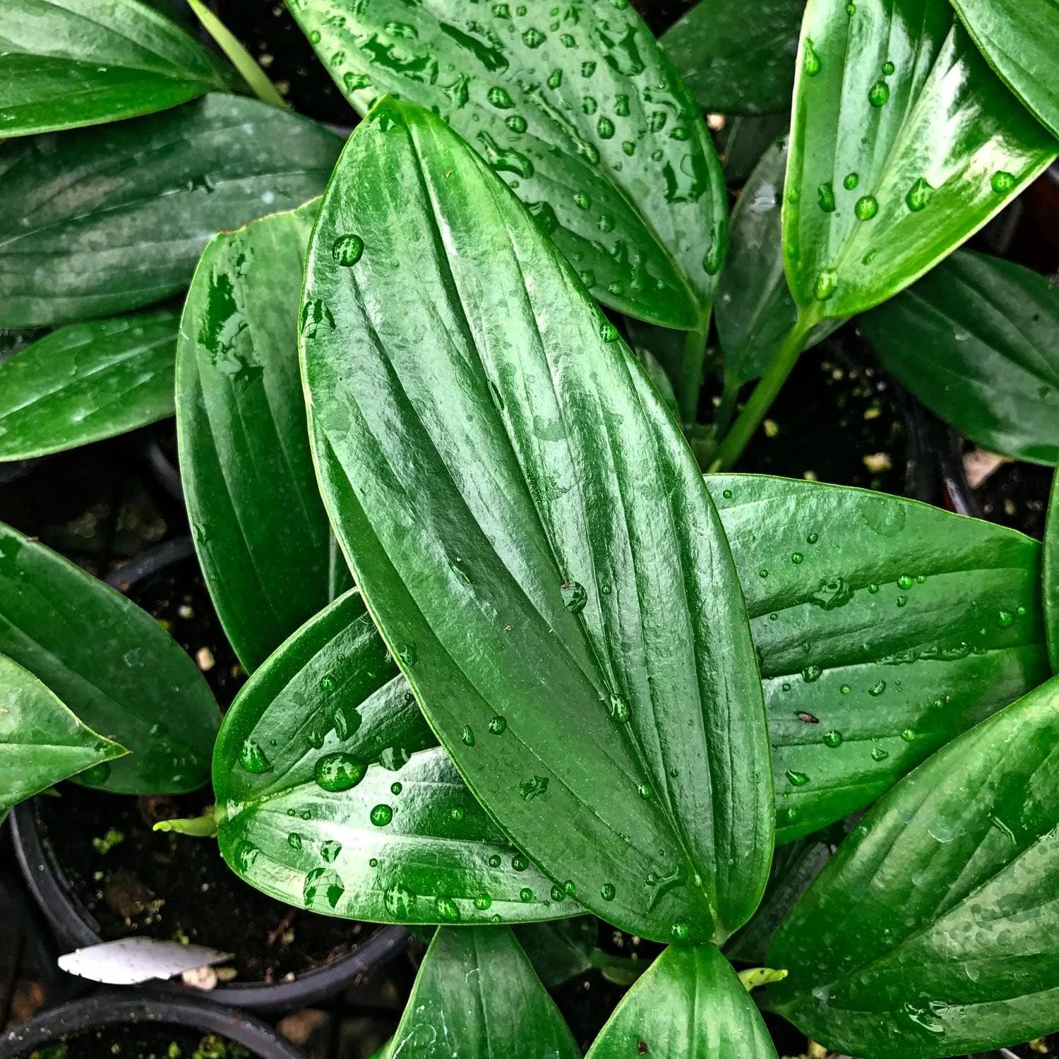 Dragon Tail Plant - Live Plant in a 4 Inch Pot - Rhaphidophora Decursiva - Extremely Rare Florist Quality Plants from Florida