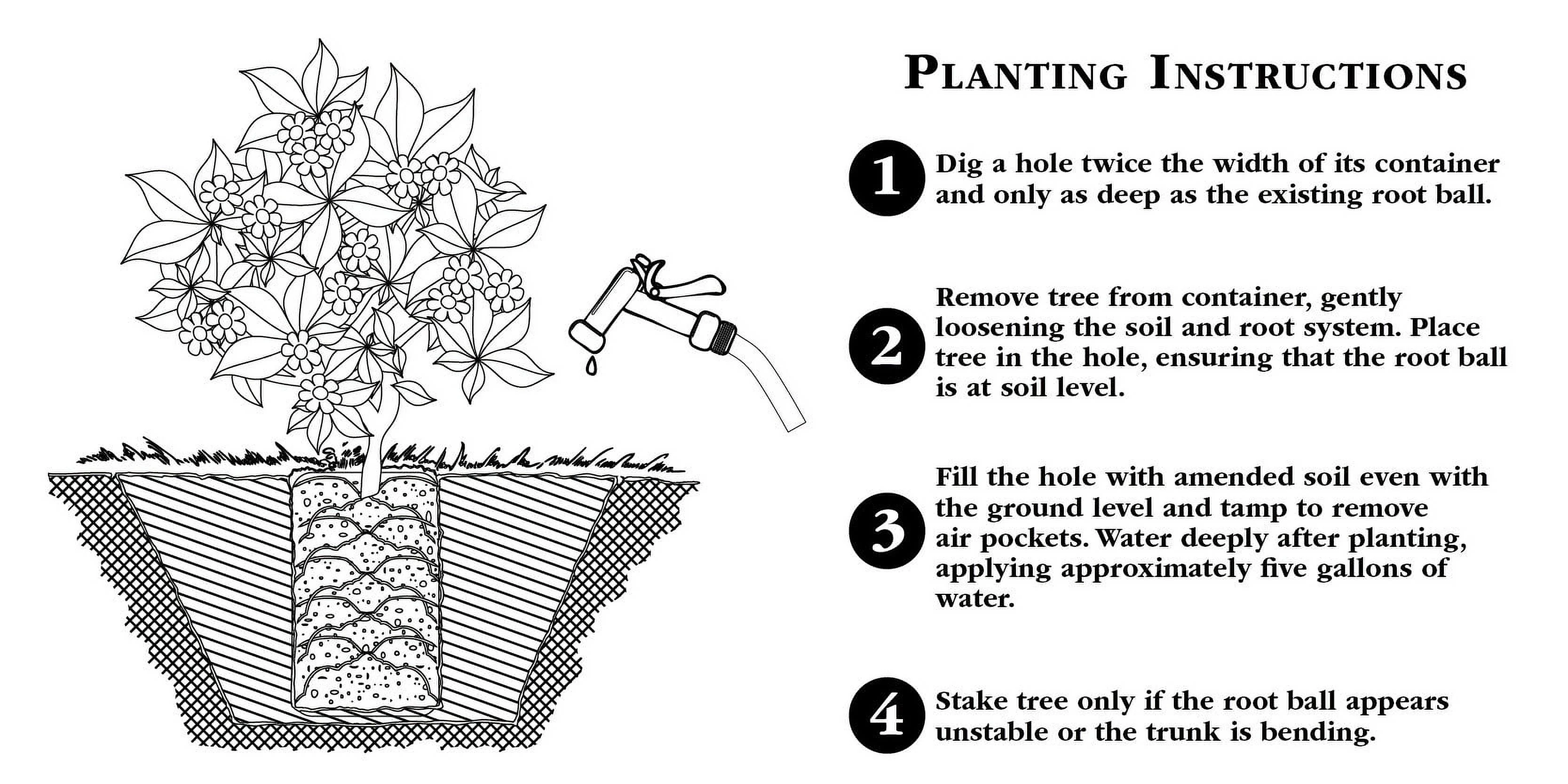 Bushel and Berry 2 gal Blackberry Baby Cakes Live Shrubs