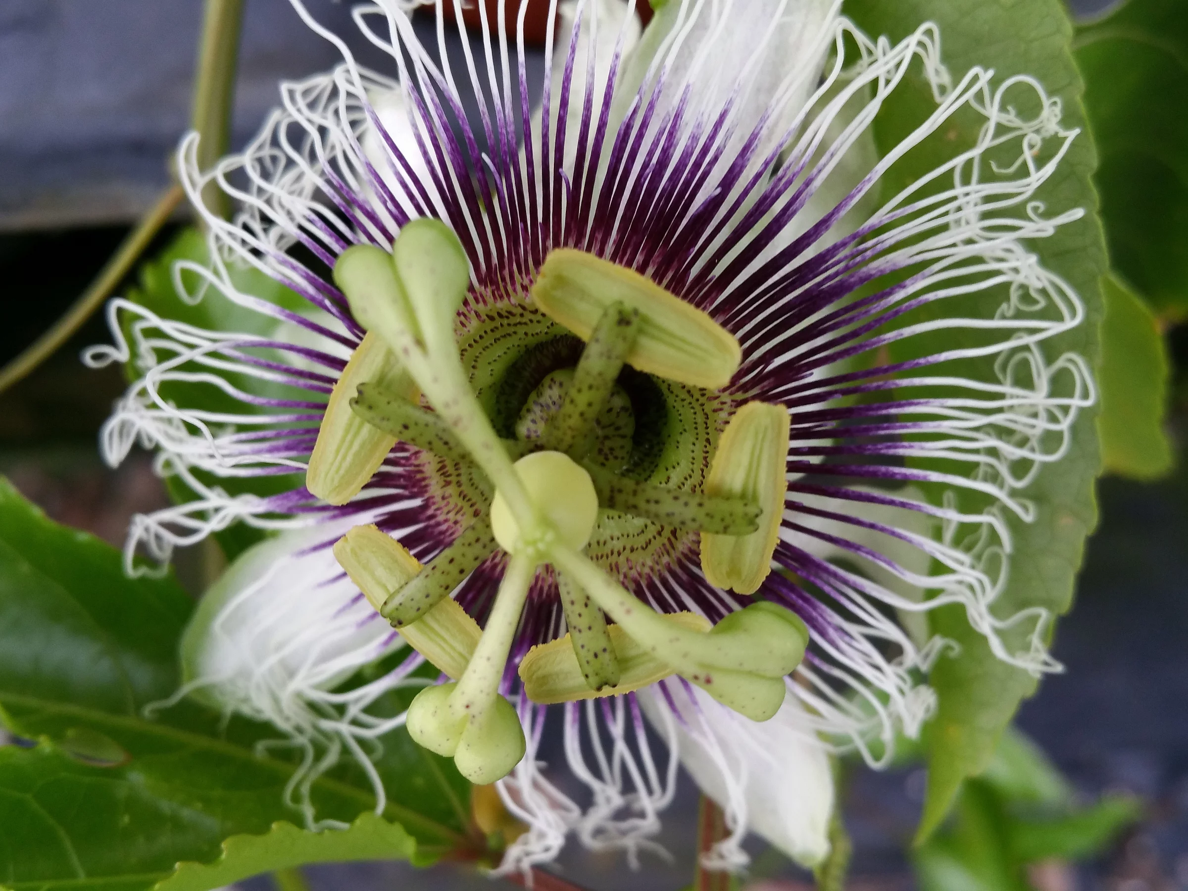 Passionflower Vine 