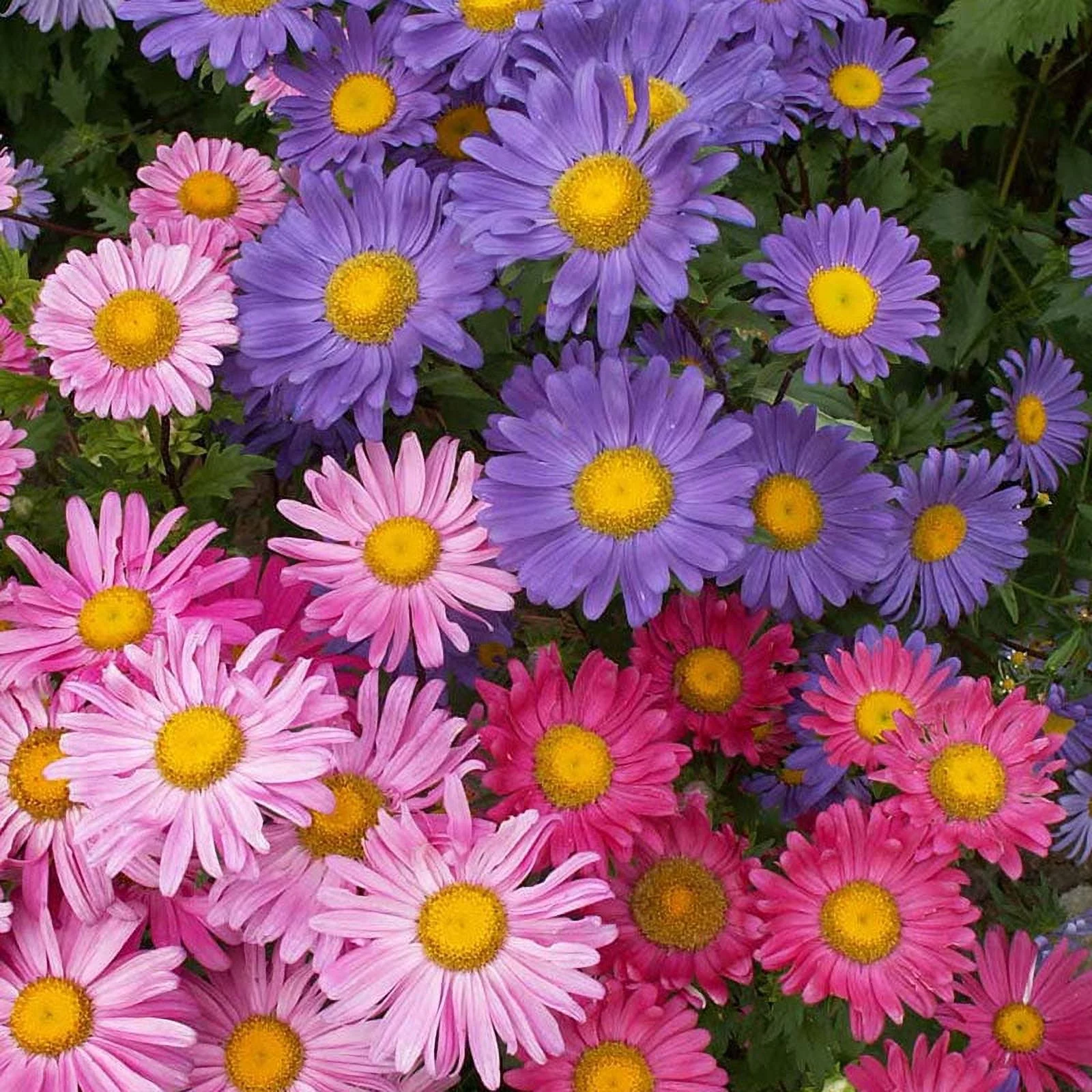 China Aster Seeds - Single Mix - 1/4 Pound - Pink/Purple/White Flower Seeds,  Open Pollinated Seed  Attracts Bees, Attracts Butterflies, Attracts Pollinators, Easy to Grow & Maintain, Container Garden