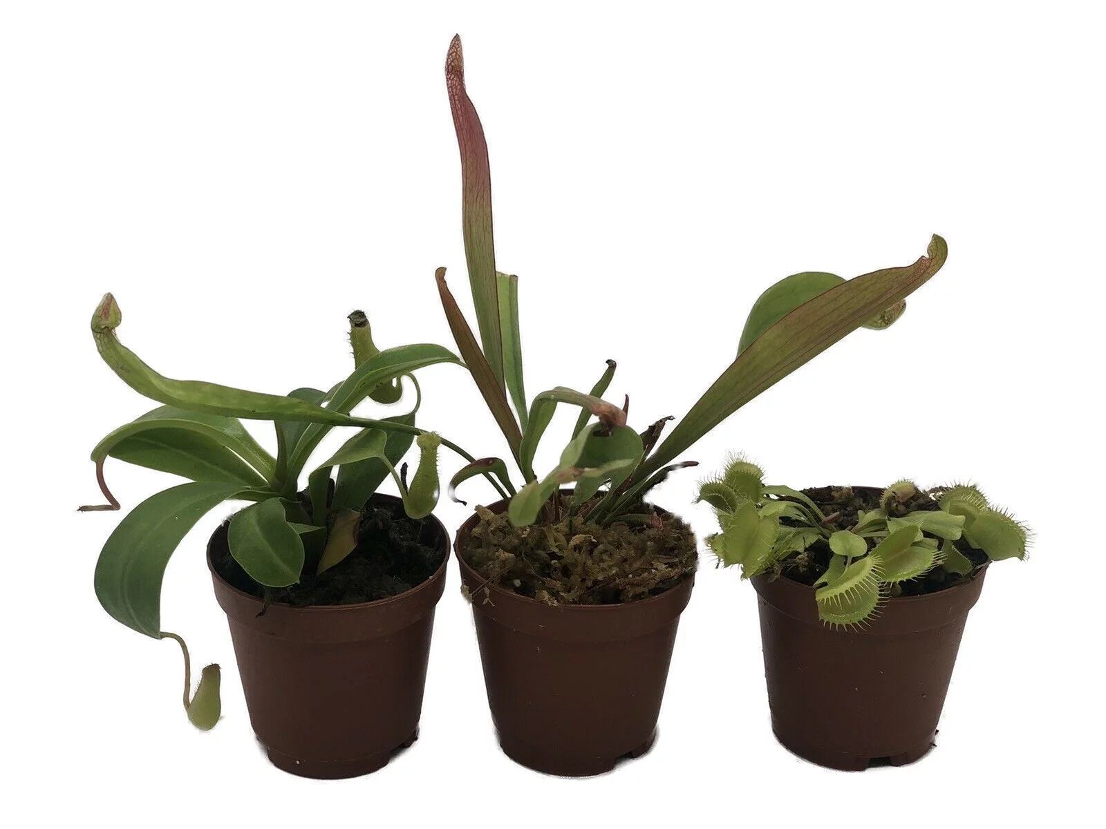 Live Carnivorous Plant Starter Pack  Nepenthes, Sarracenia, Dormant Venus Flytrap