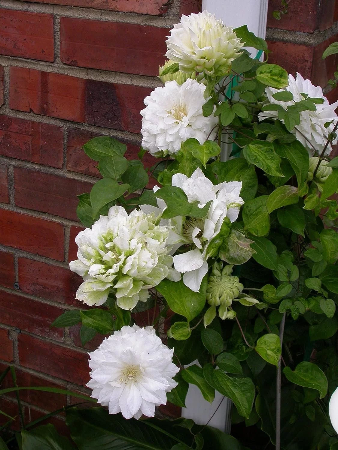 Clematis Dutchess of Edinburgh - 3 Live Plants in 4 Inch Growers Pots - Clematis 'Dutchess of Edinburgh' - Starter Plants Ready for The Garden - Beautiful White Bloom Flowering Vine