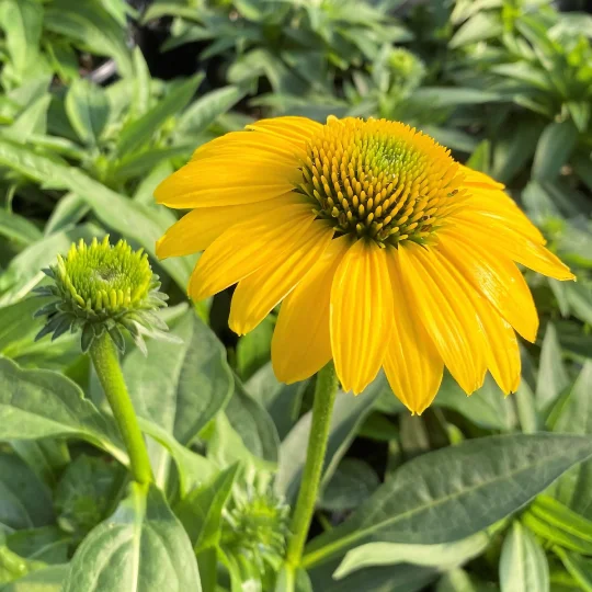 2 Sombrero Lemon Yellow Cone Flower/ Echinacea in 4 Inch Pots