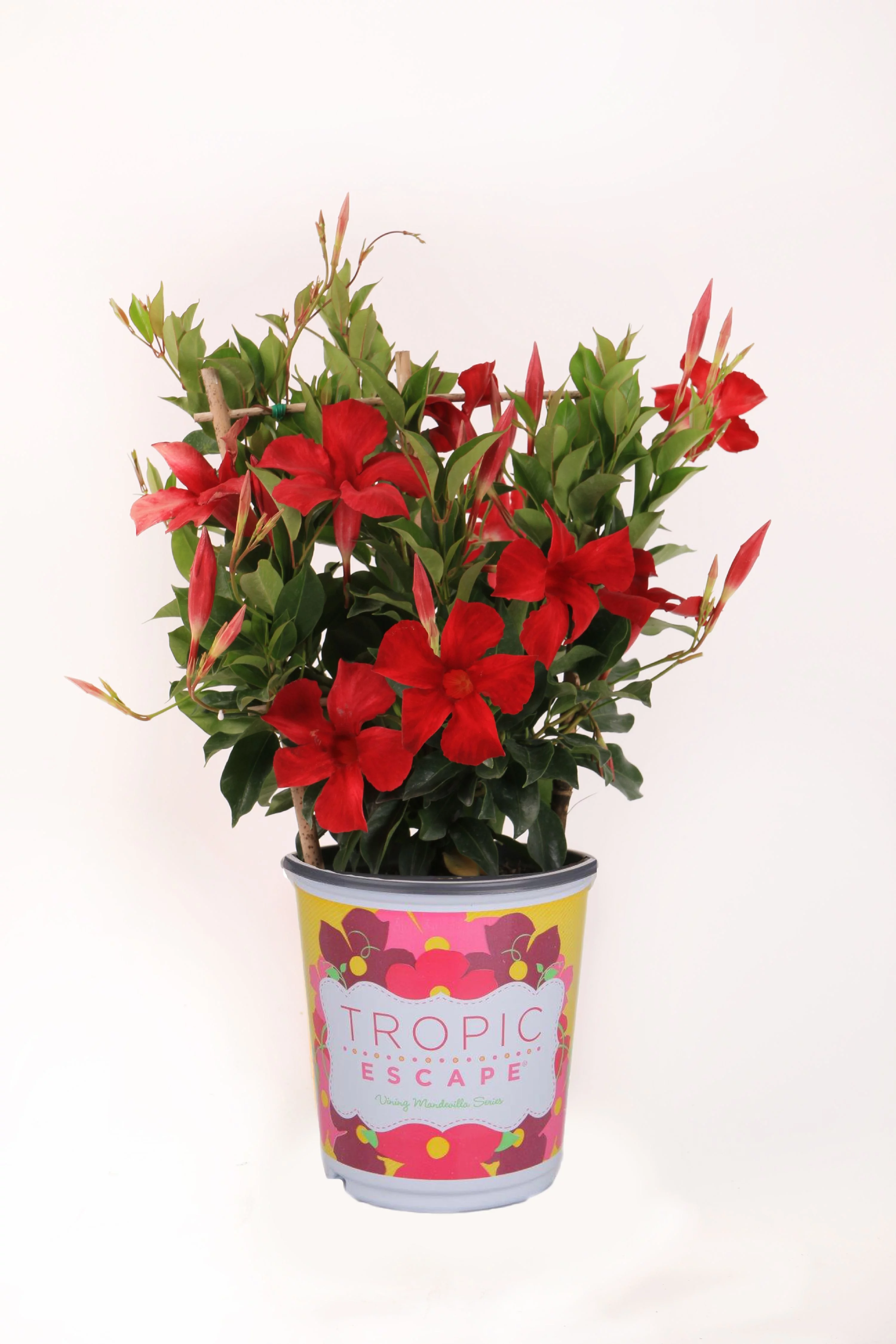 Costa Farms Tropic Escape Mandevilla Trellis 2.5QT