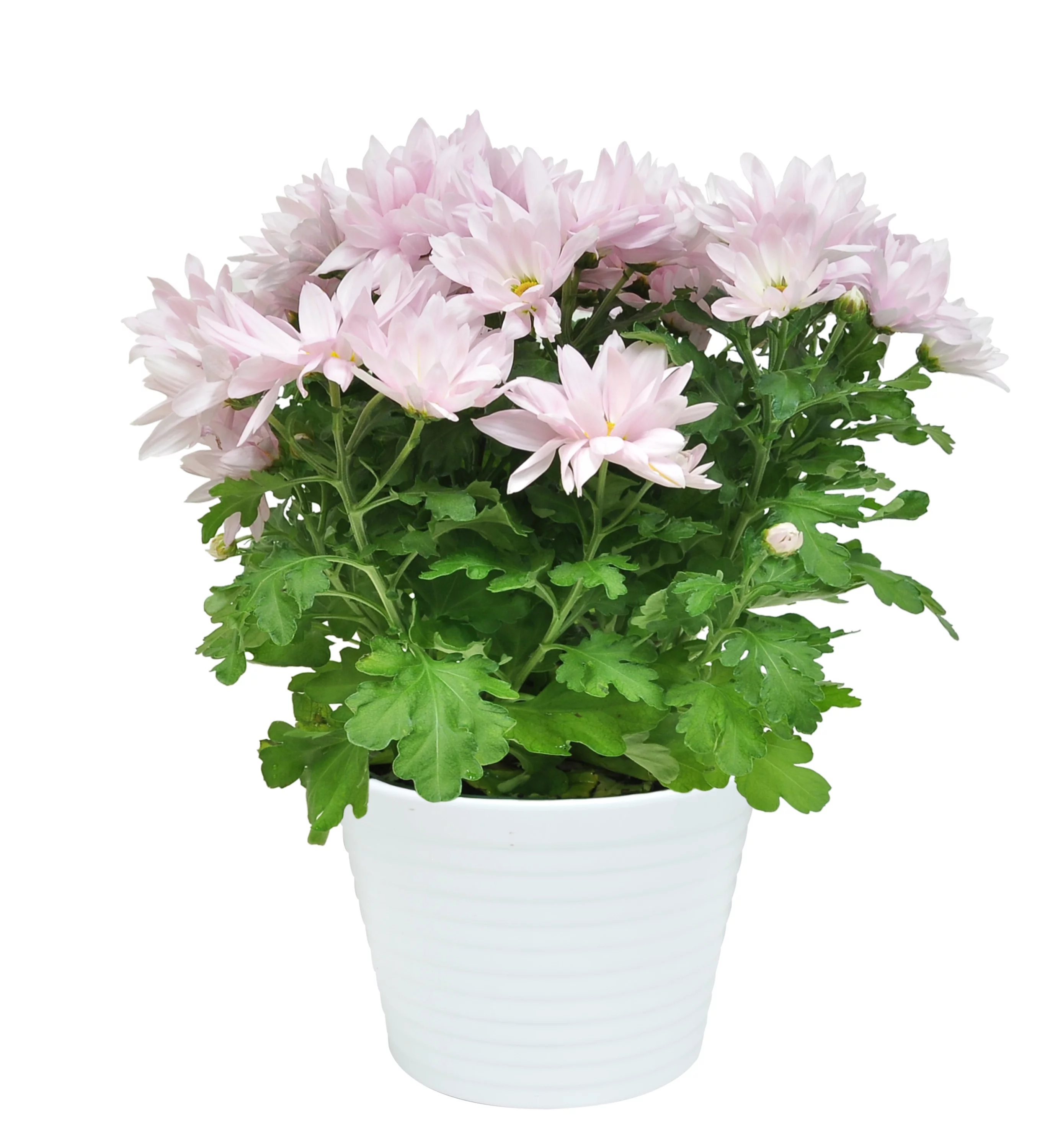 Live Indoor 15in. Tall Assorted Mums; Bright, Direct Sunlight Plant in 6in. Ceramic Planter